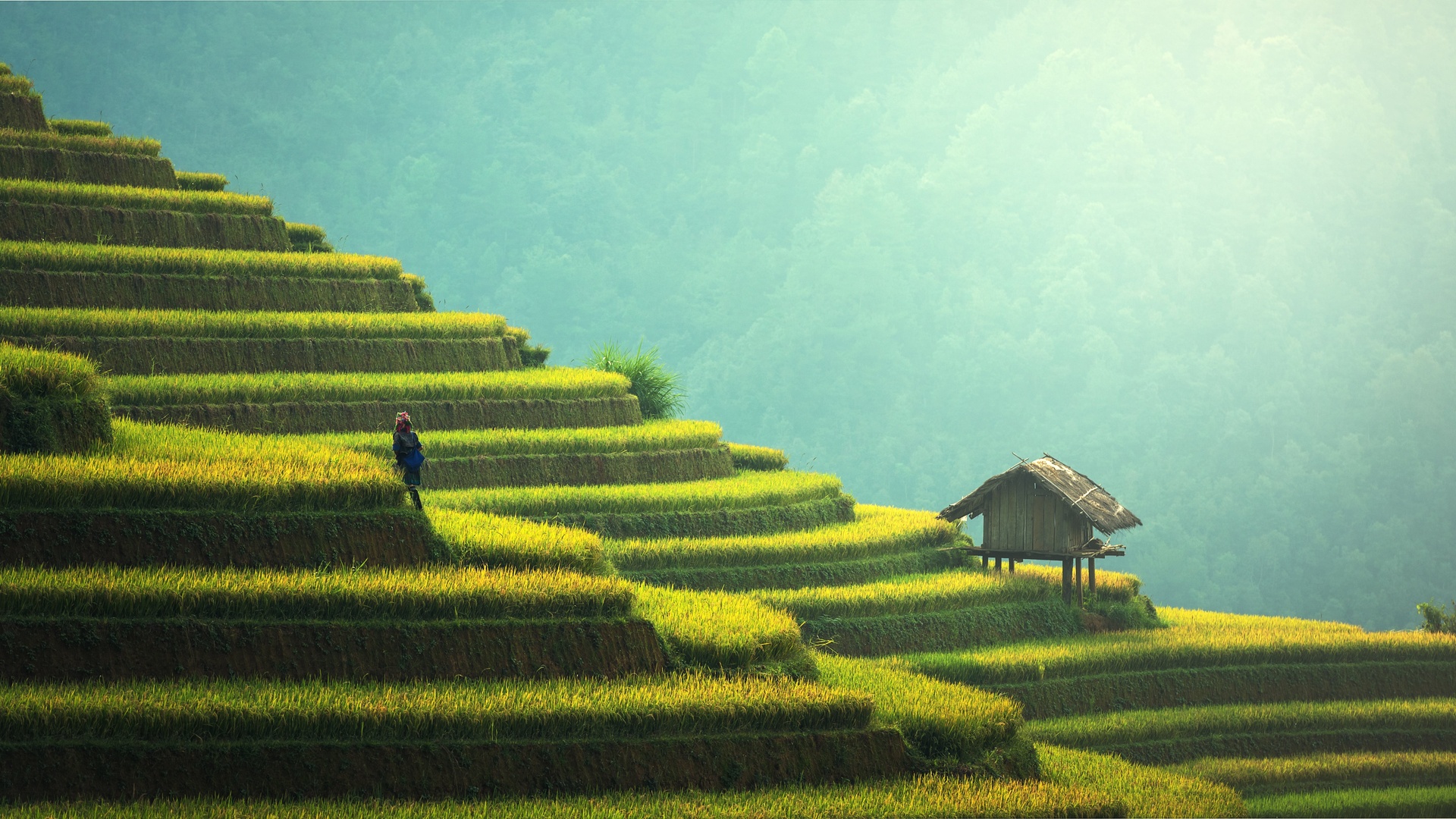超清农民 自然 风景 稻田 绿色 清新 治愈 电脑 4K壁纸 7360×3949