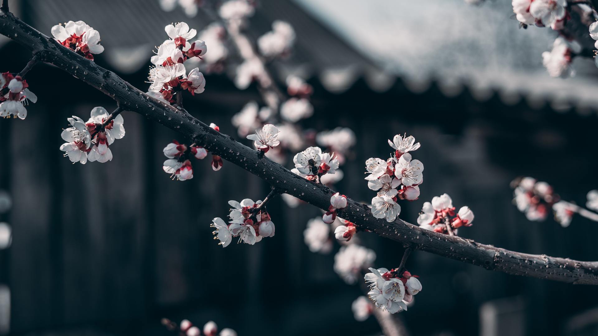 绝美自然 花朵 褪色 樱花 蜜蜂 树枝 电脑 壁纸 5712×3214