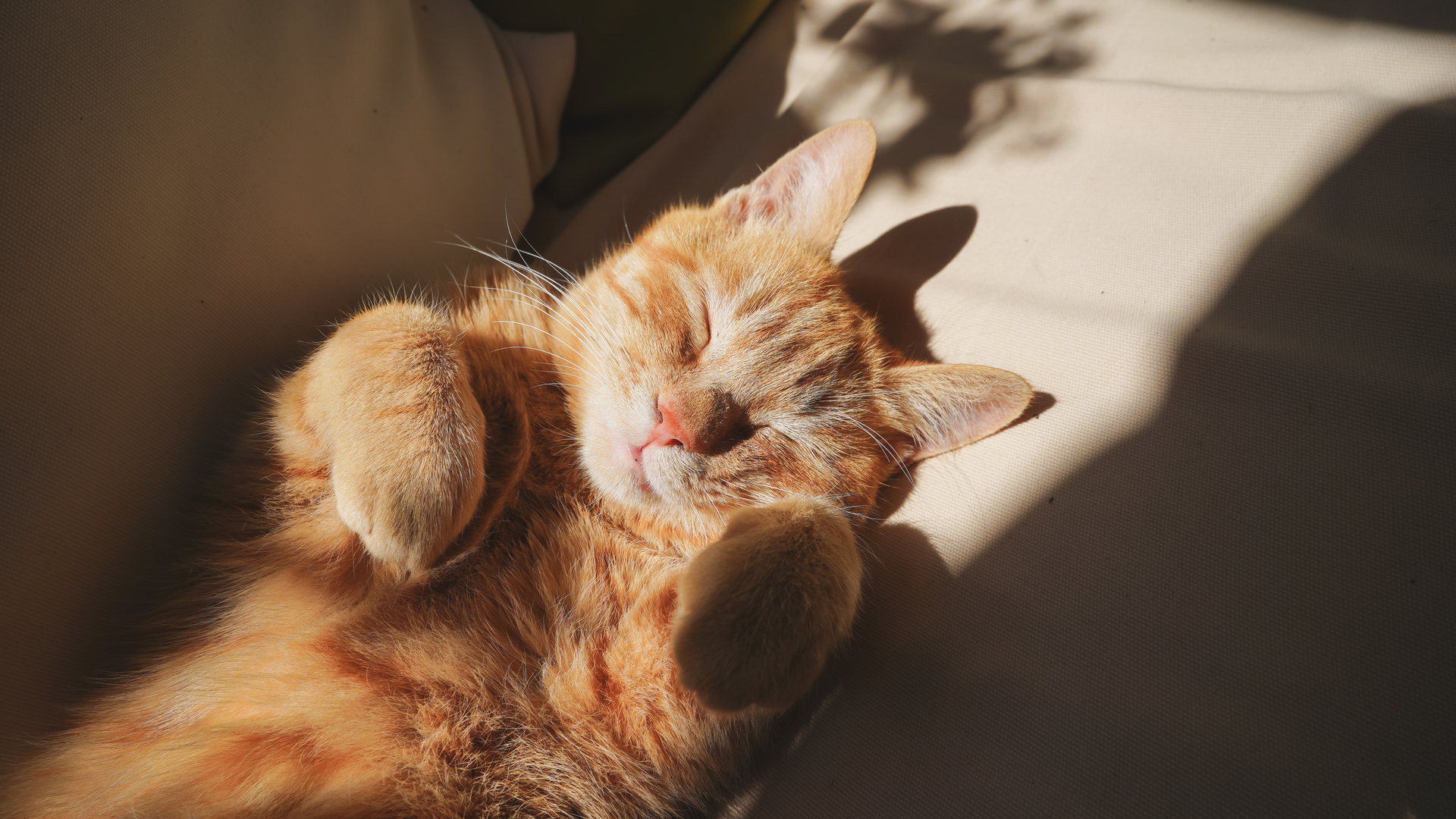 猫 动物 撒娇的猫咪 桌面壁纸 3840×2160