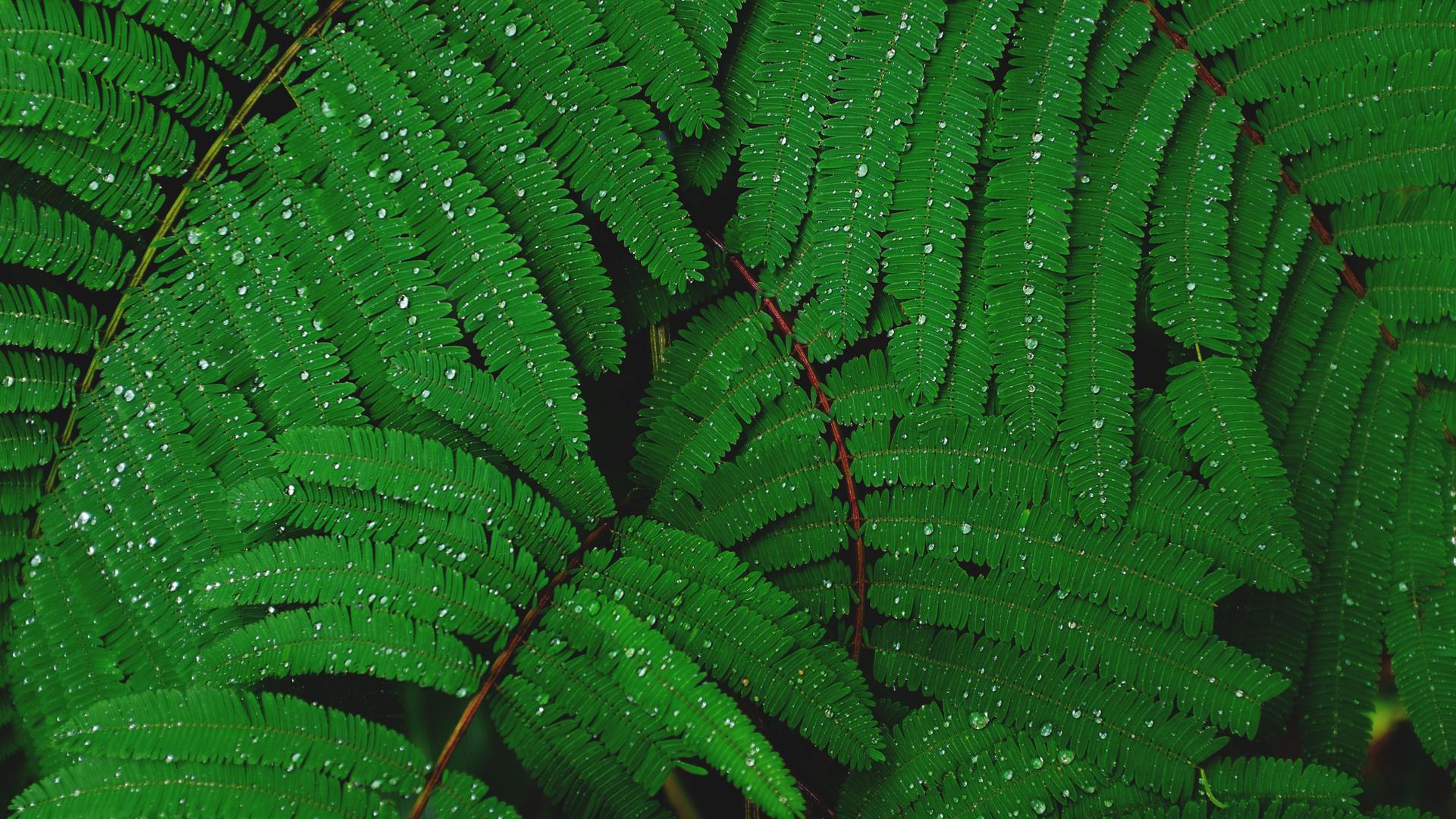 热门叶子 自然 植物 水滴 高清壁纸 4896×3264