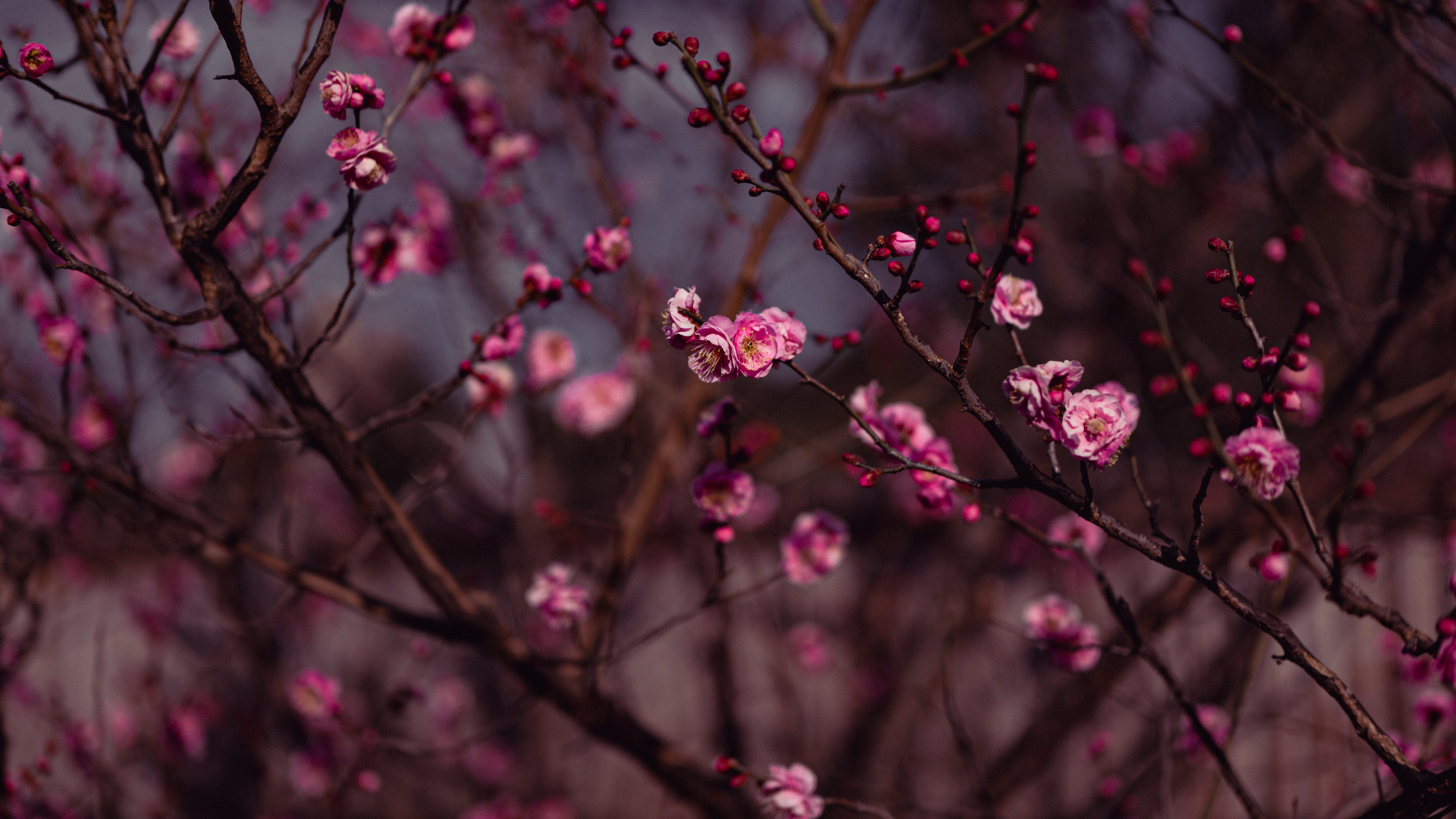 自然 樱花 粉红色 树枝 花朵 植物 树木 户外 春天 手机壁纸 3840×2160