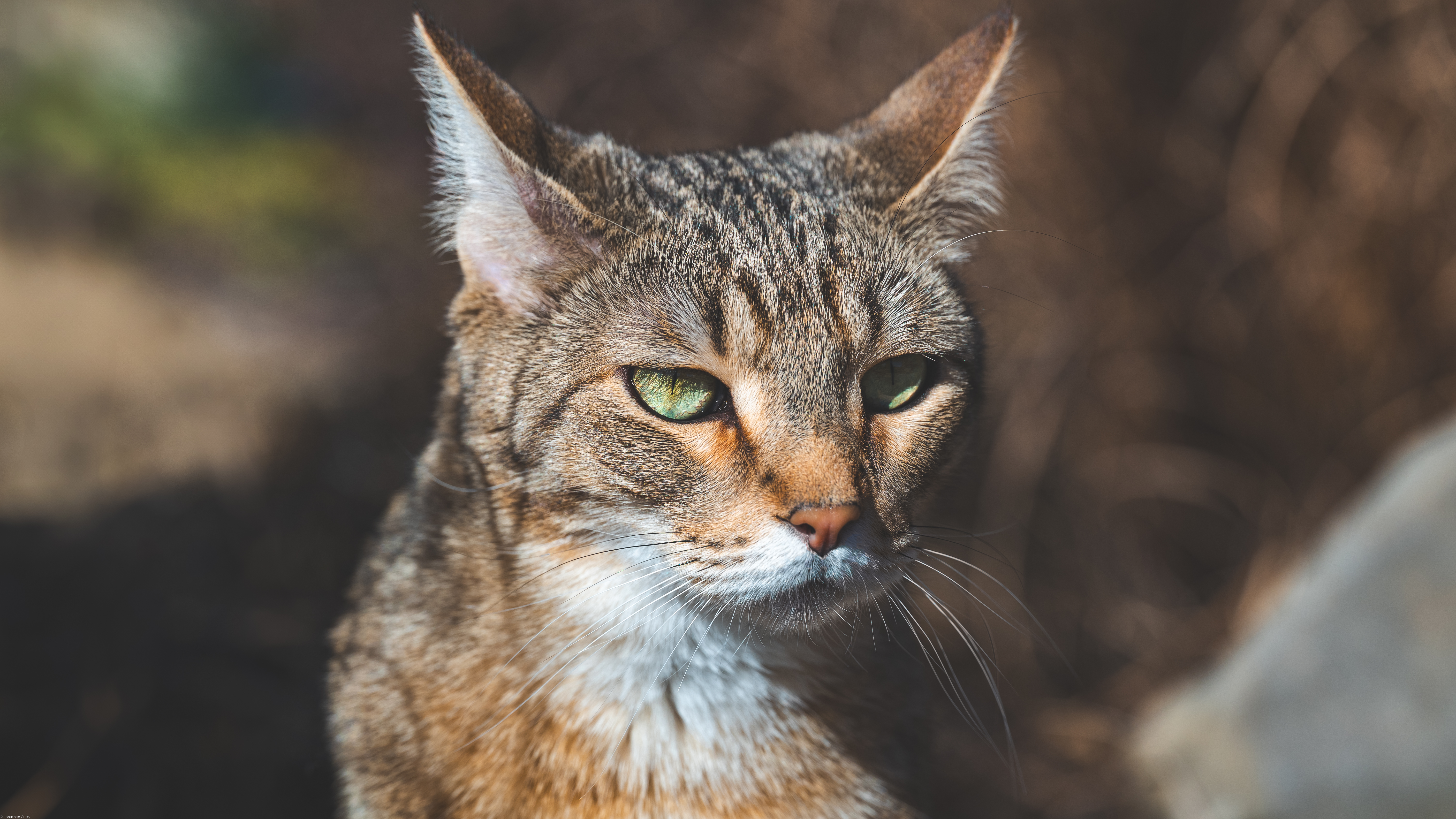 绚丽摄影 动物 野猫 户外 自然 肖像 沙漠 猫科 哺 阳光 手机壁纸 6016×3384