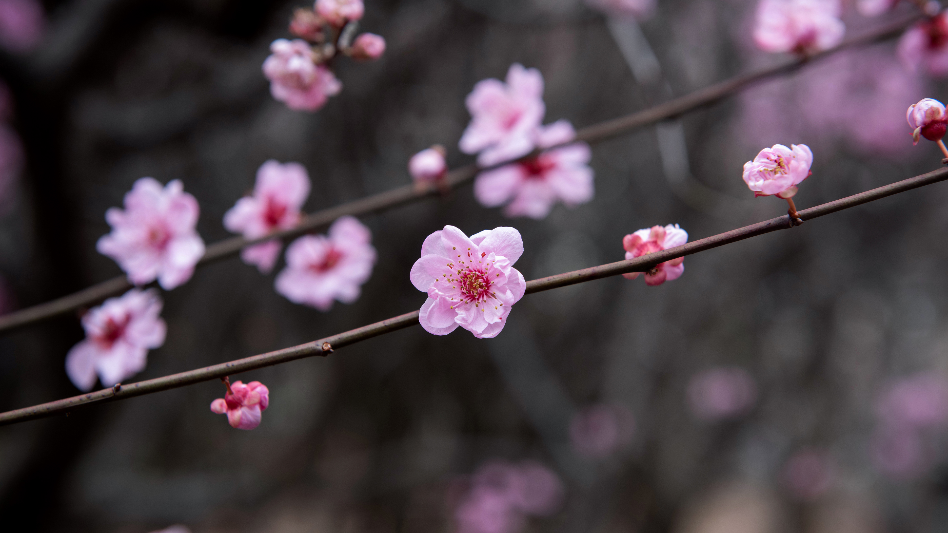 精选梅花 高清 风景微距 桌面壁纸 3840×2160