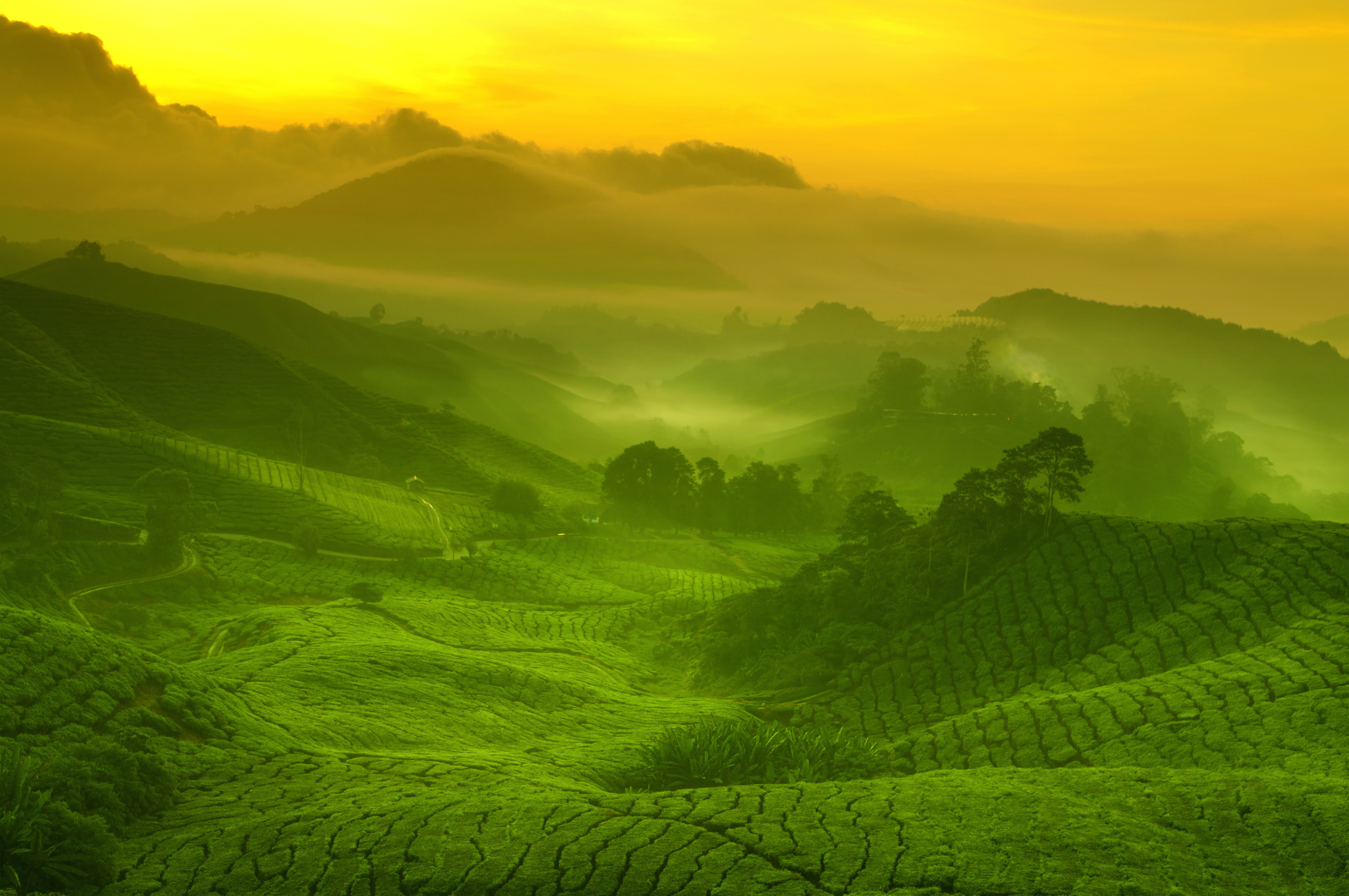 绝美茶园 风景 山脉 朝霞 傍晚 金光 森林 无水印壁纸 4000×2657