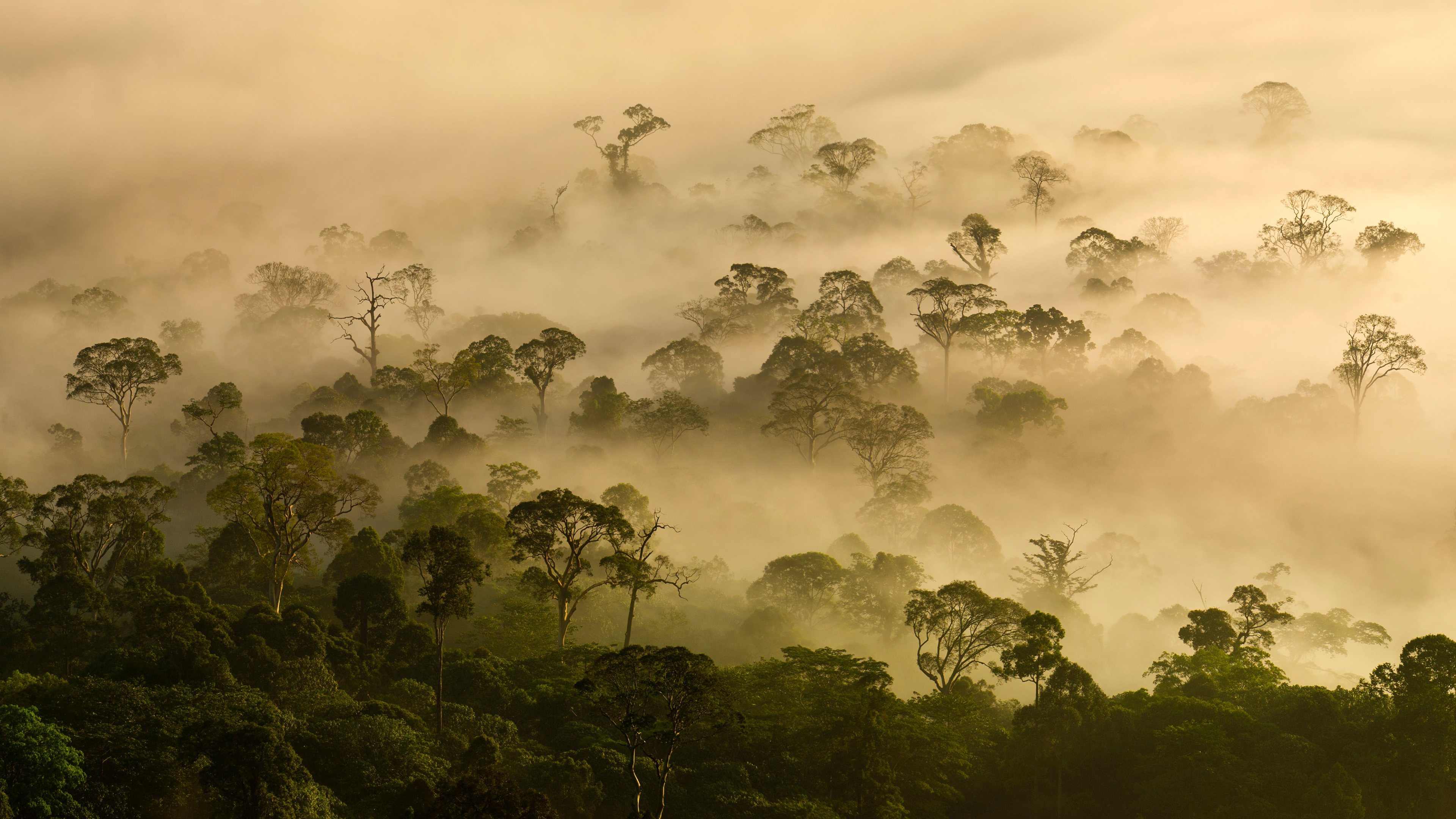 森林 薄雾 自然 风景 山脉 壁纸 3840×2160