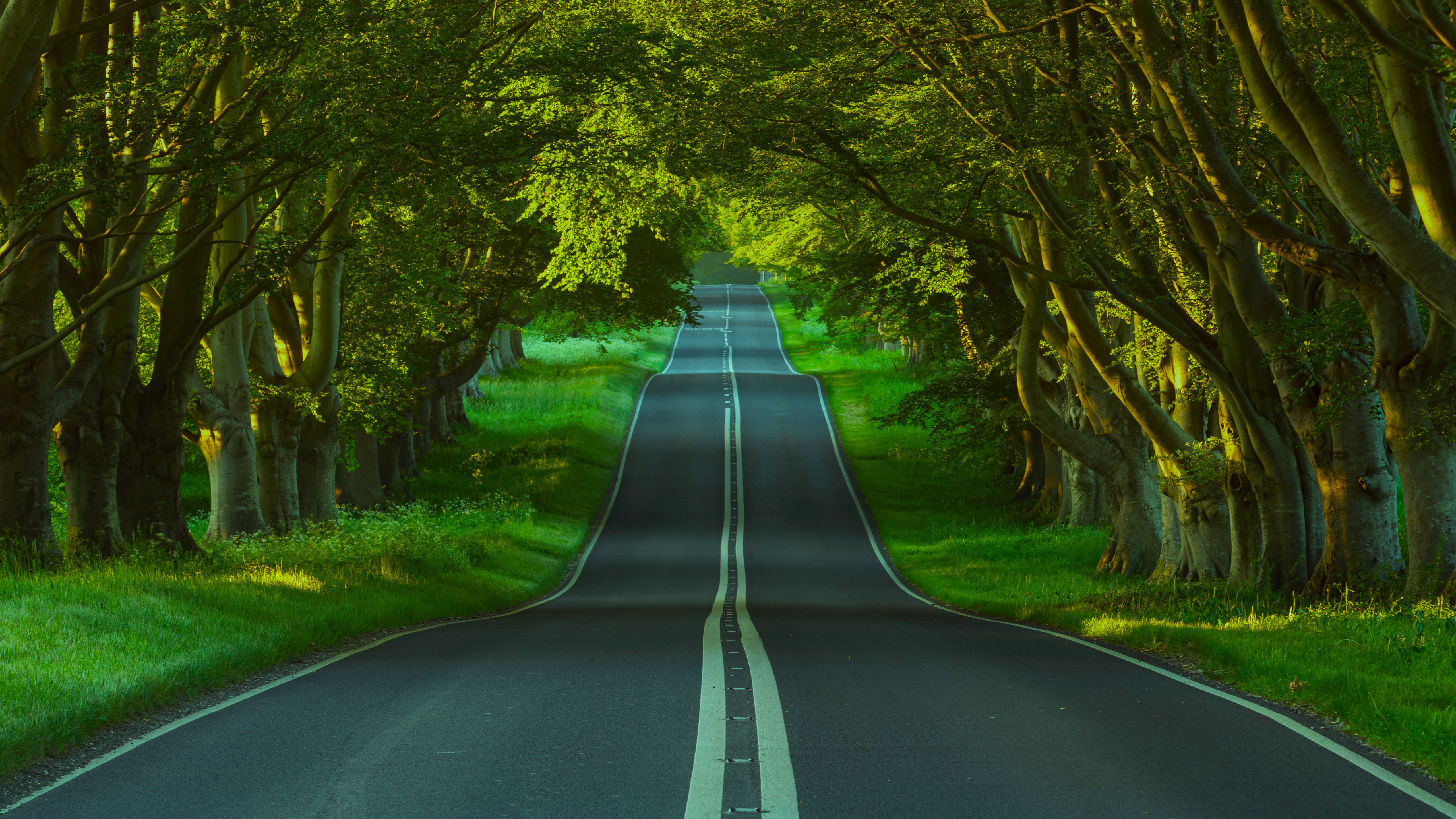 绝美自然 景观 树木 道路 沥青 草 植物 隧道 高清壁纸 5120×2880