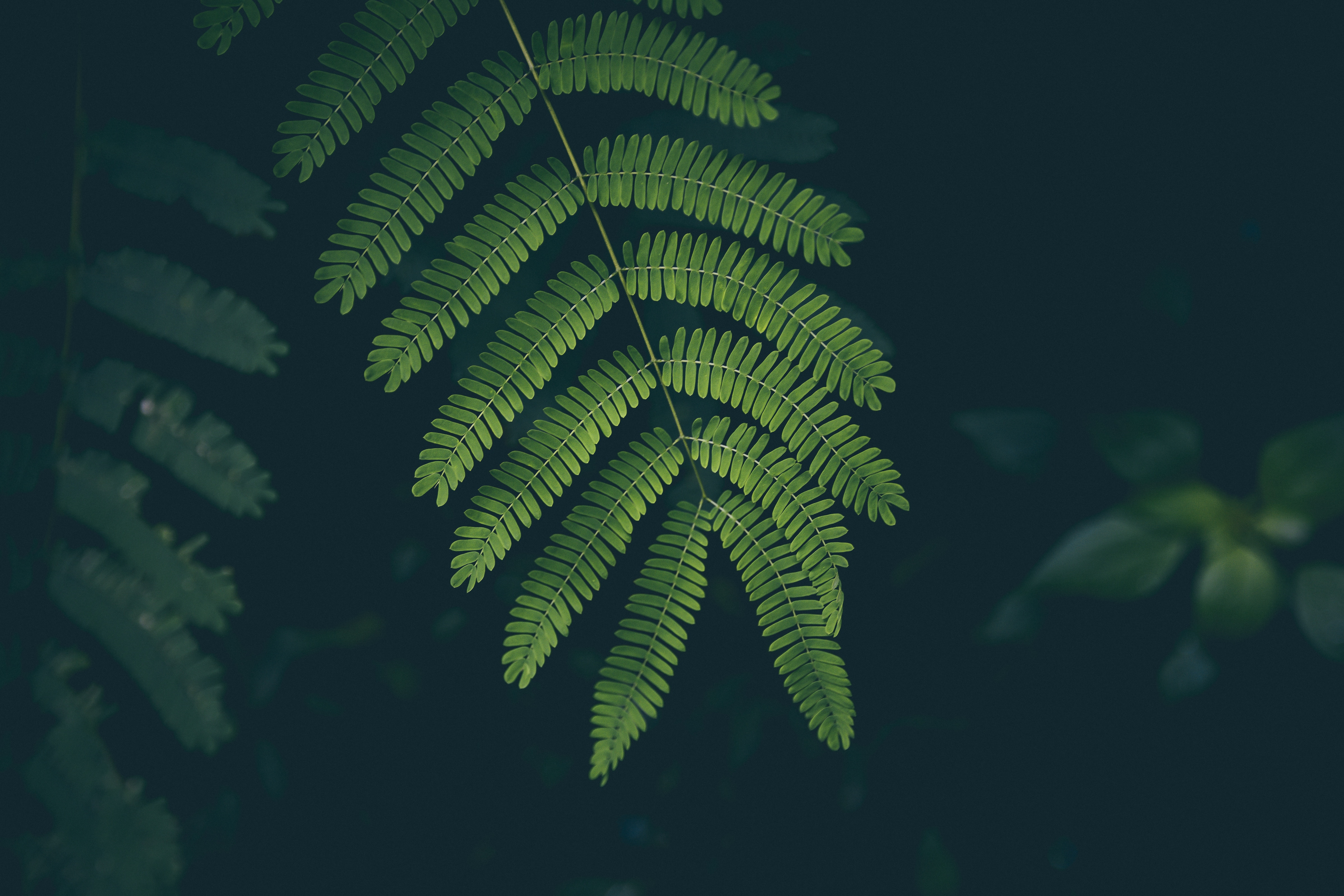 自然 特写 植物 树叶 绿色 黑色 景深 壁纸 4788×3192