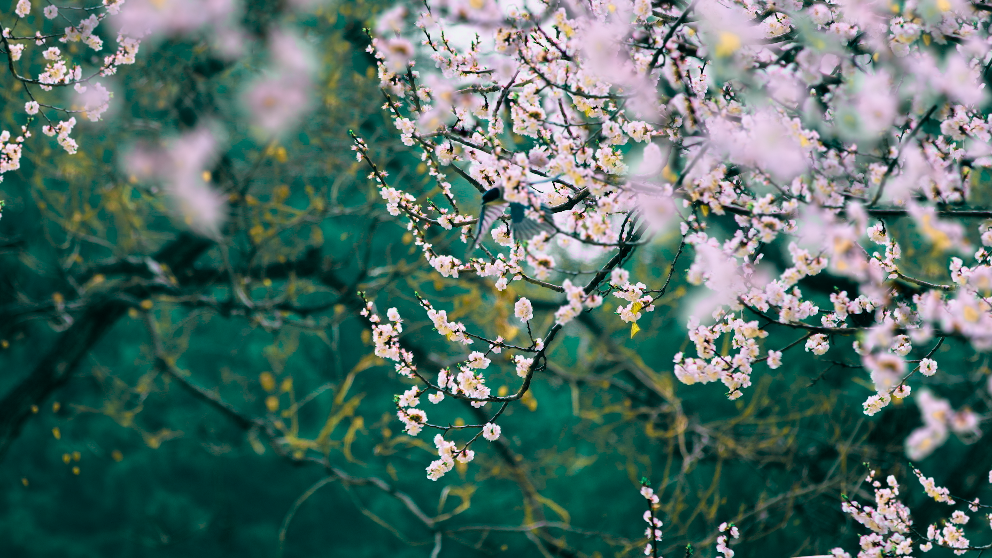 超清自然 风景 花卉 景深 壁纸 3840×2160