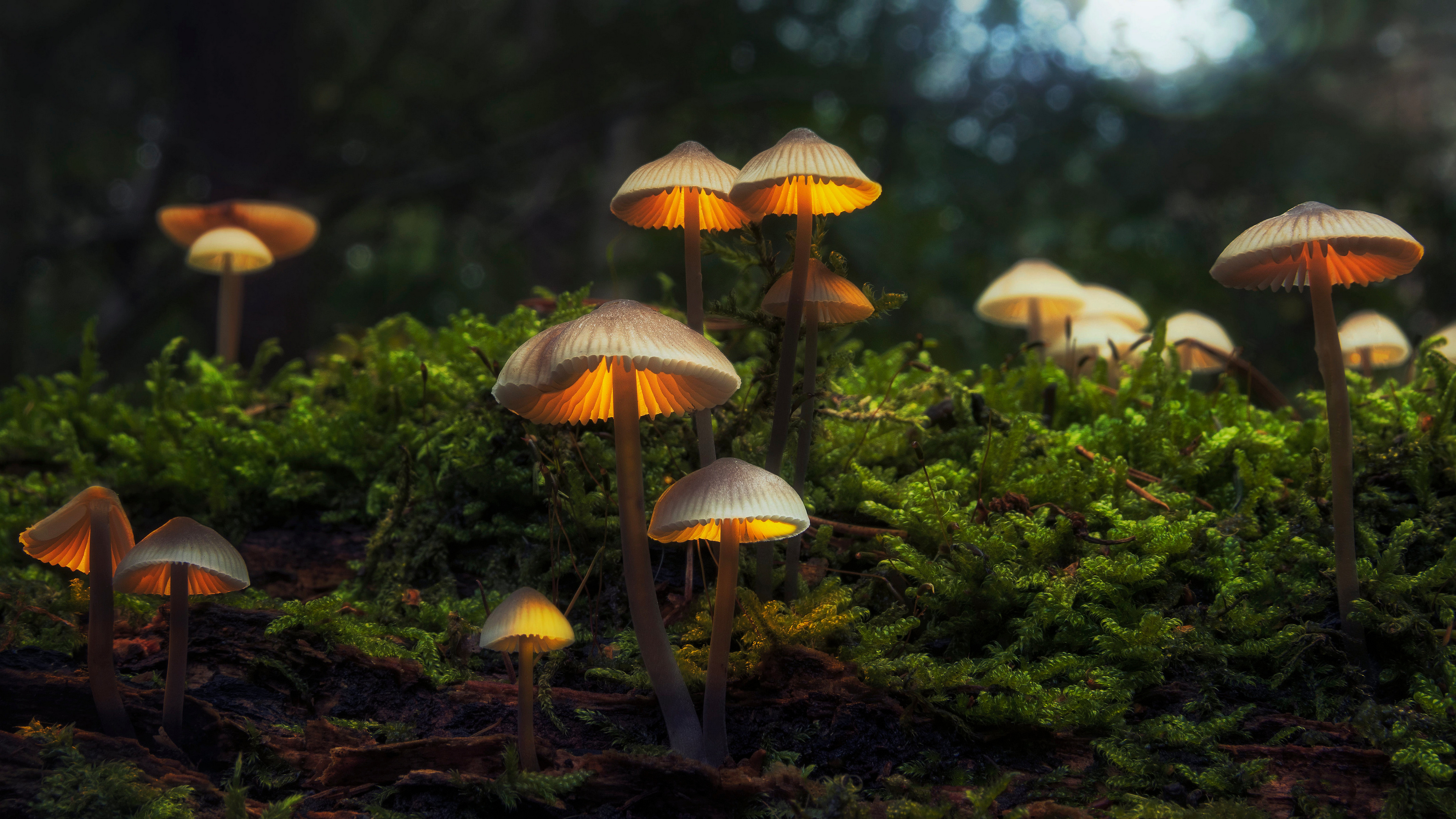 热门蘑菇 自然 森林 苔藓 模糊 高清壁纸 3840×2160