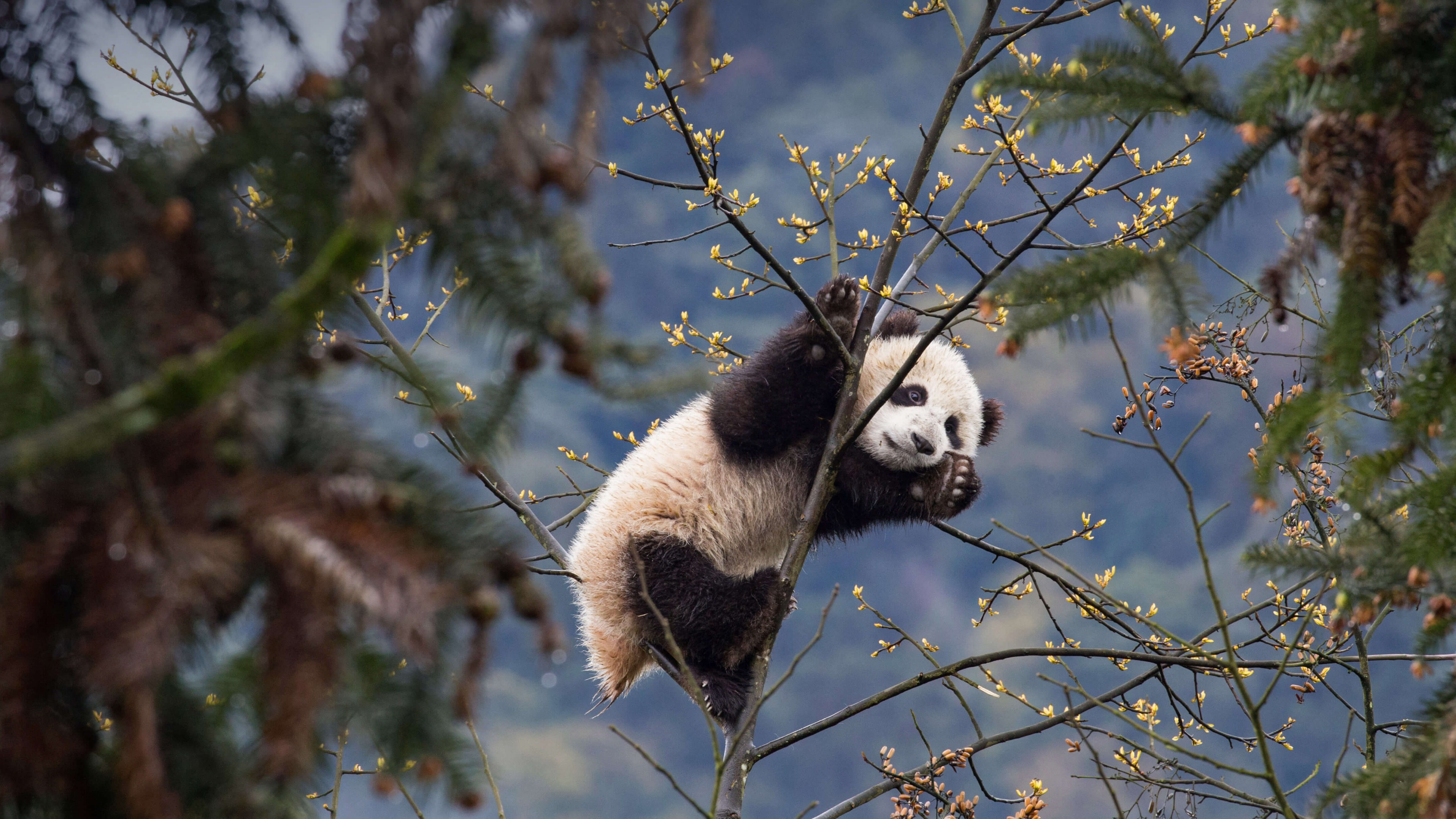 熊猫 树 自然 动物 分支 简单背景 极简主义 4K高清壁纸 3840×2160