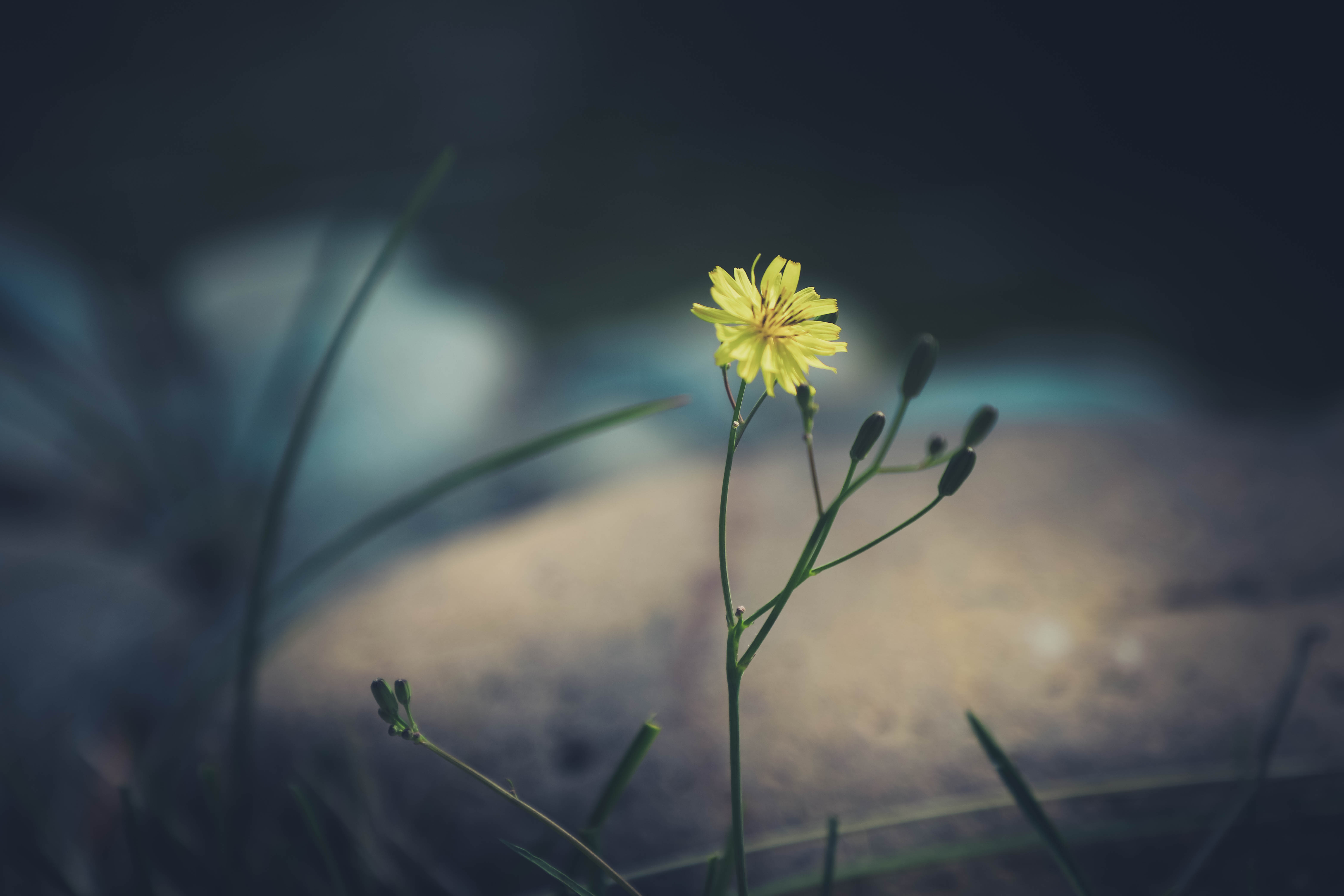 热门植物 花卉 黄色花卉 大自然 高清壁纸 6240×4160