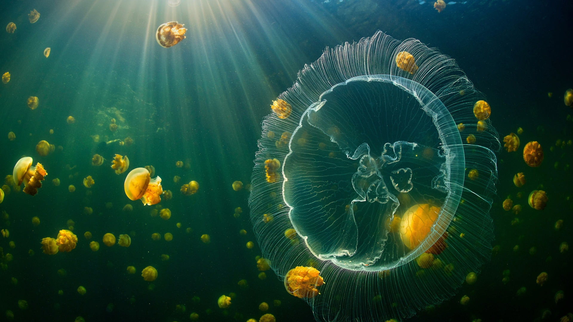 水母 水下 动物 海洋 生物 电脑 壁纸 3840×2160