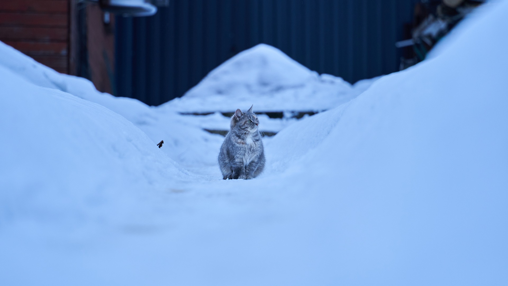 热门猫 冬天 寒冷 雪 动物 猫科 电脑 高清壁纸 5691×3201