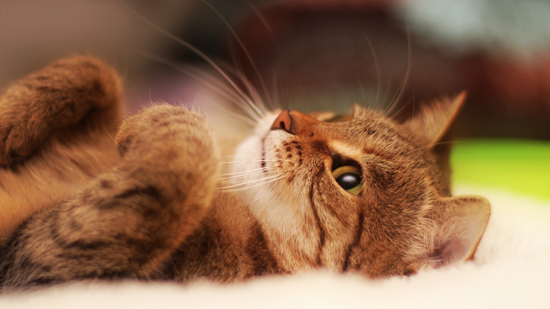 热门猫 动物 特写 可爱 治愈 电脑 手机壁纸 3840×2400