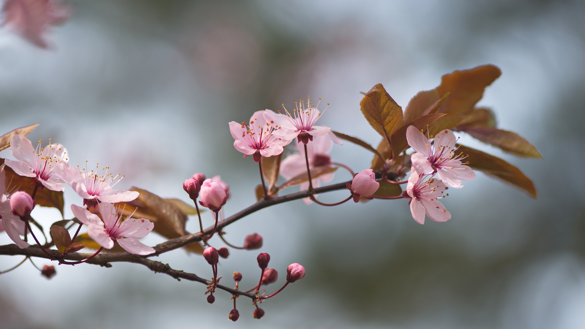 花卉 花瓣 大自然 树木 春天 淡粉色 樱花 电脑 4K高清壁纸 3840×2162
