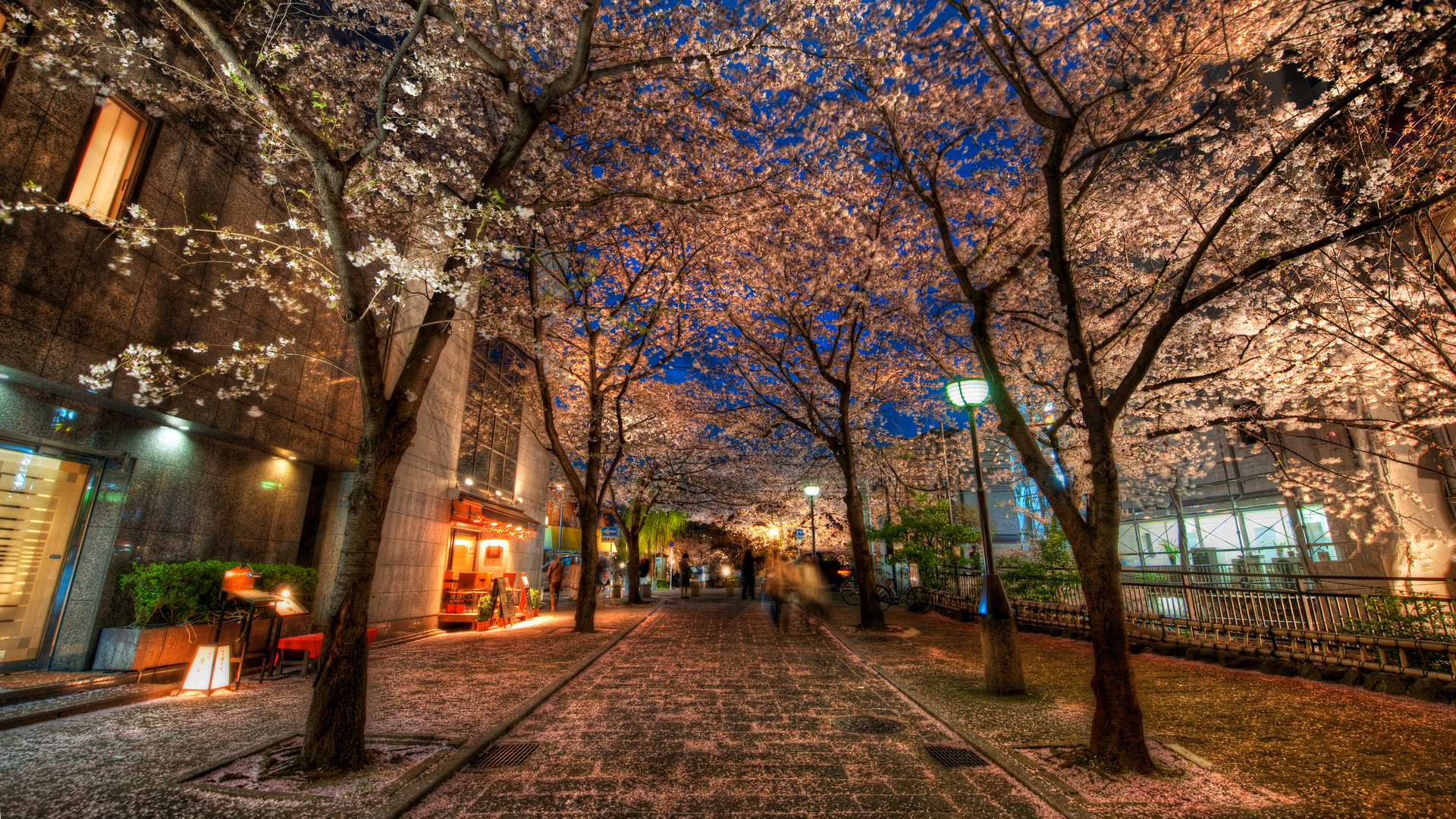 摄影 街道 树木 路灯 春天 夜晚 电脑 壁纸 3840×2160