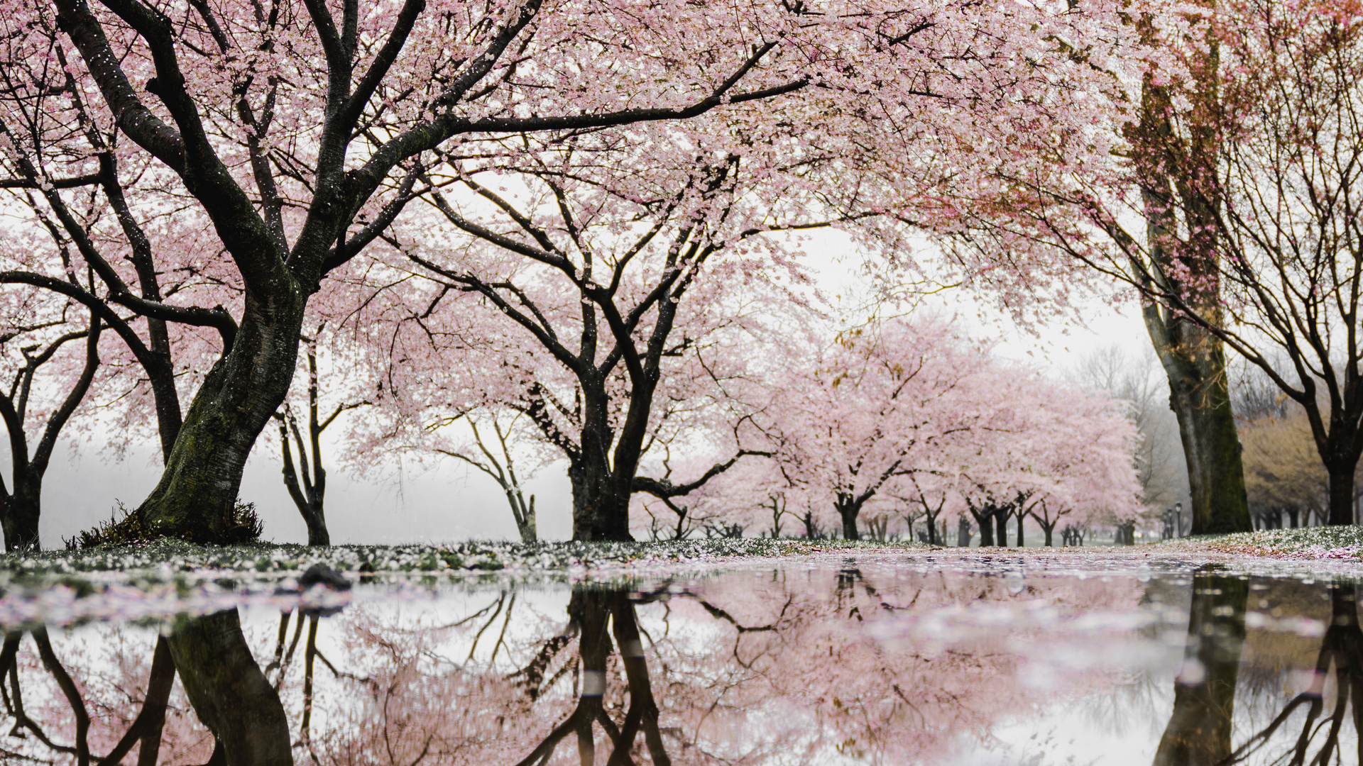 热门樱花 倒影 树 花 水 自然 春天 电脑 高清壁纸 3984×2241