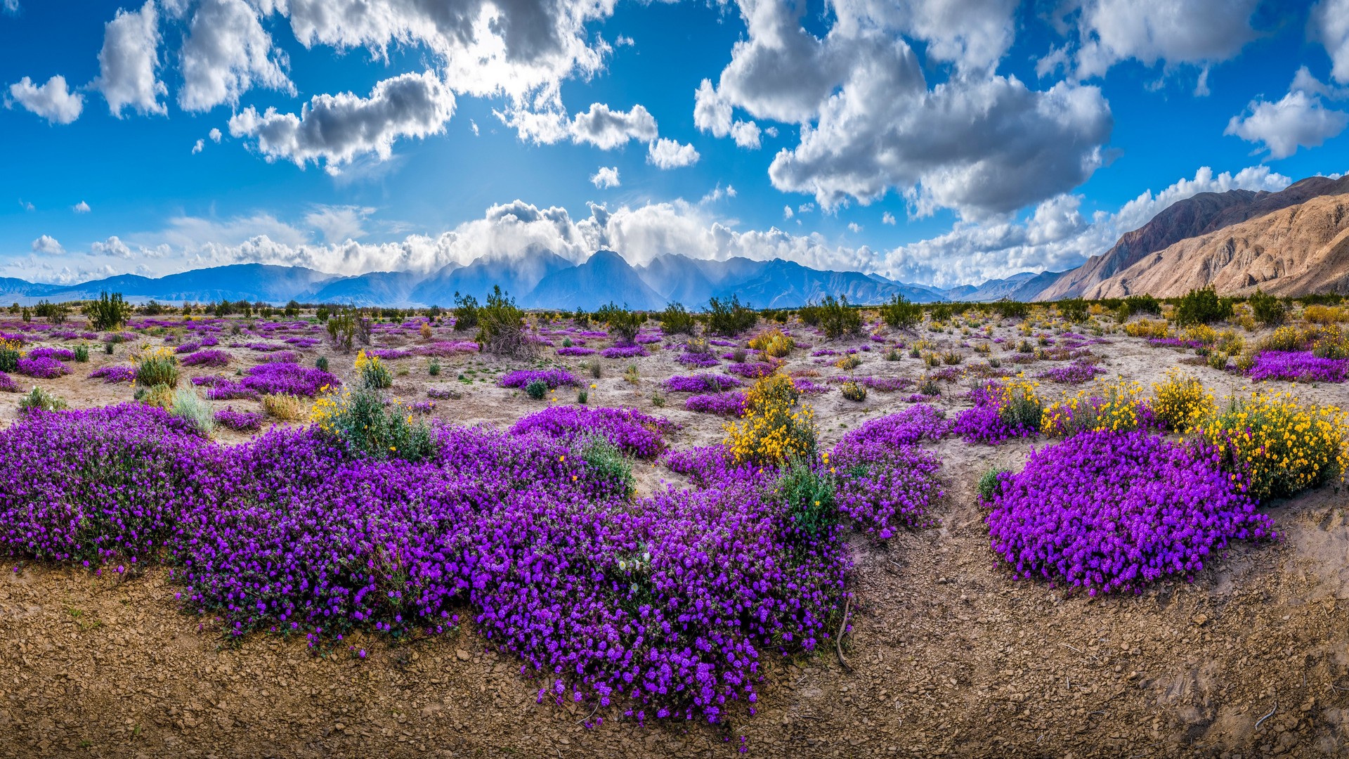 热门紫色 天空 自然 风景 云 花 山 电脑 高清壁纸 3840×2160