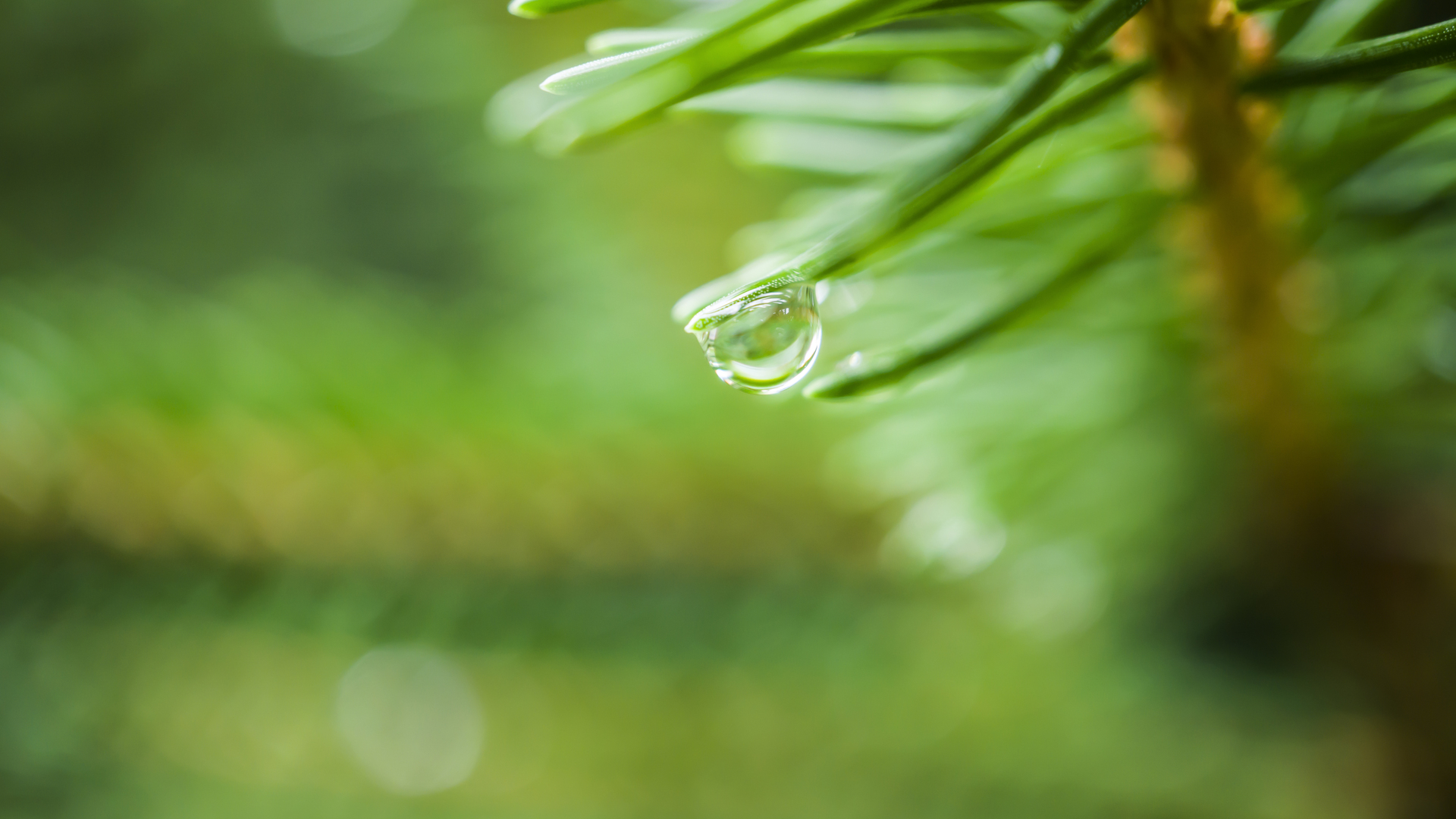 绚丽自然 松树 波克 水滴 绿色 微距 植物 摄影 景深 背景模糊 模糊 树叶 电脑 手机壁纸 6000×3376