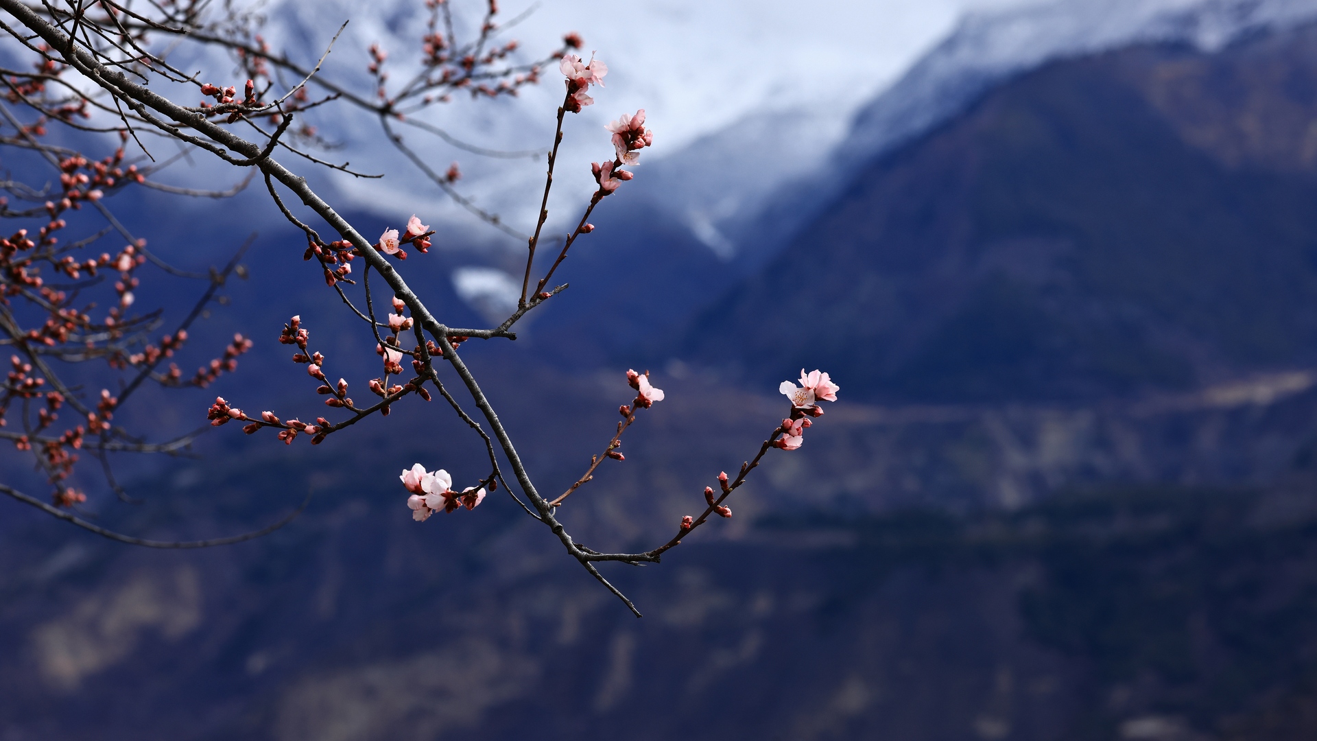西藏 中国 雪峰 梅花 自然 景观 山脉 电脑 高清壁纸 8192×5464