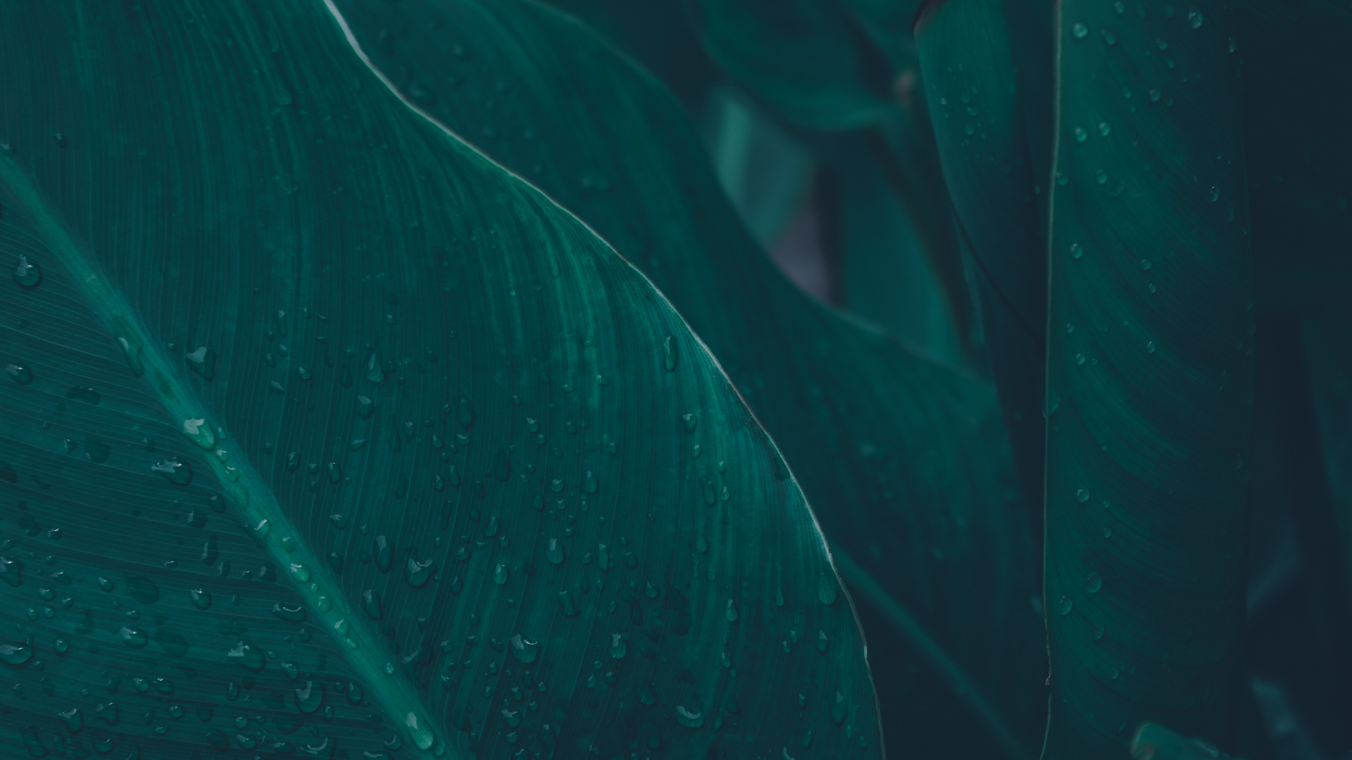 经典树叶 水滴 水 雨 绿色 植物 清新 治愈 护眼 电脑 桌面壁纸 4672×3104