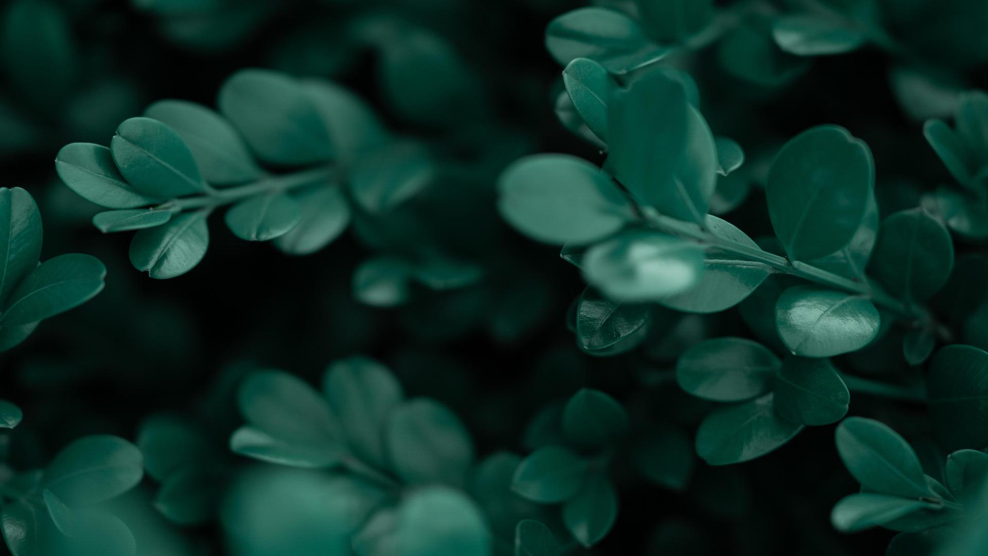摄影 植物 树叶 绿色 护眼 清新 治愈 灌木 电脑 4K壁纸 5999×2571