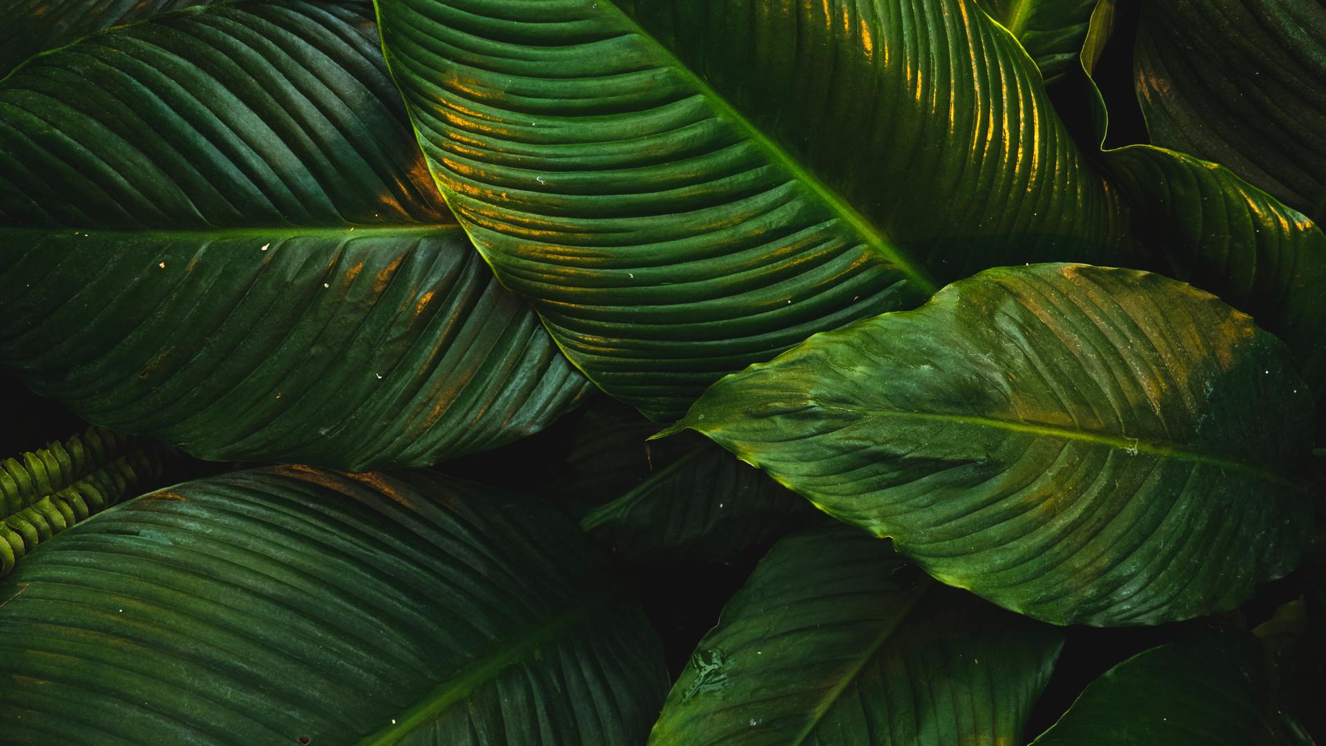自然 树叶 绿色 植物 清新 护眼 电脑 桌面壁纸 4836×3224