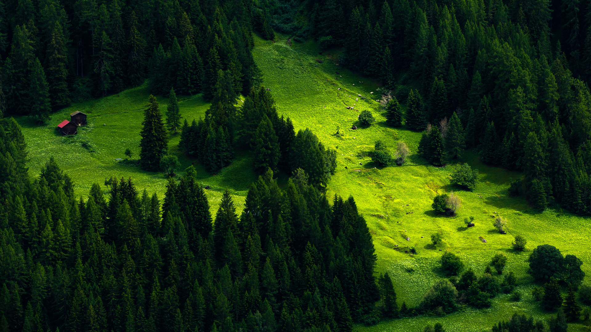 自然 风景 树木 松树 小山 森林 小屋 草 绿色 护眼 电脑 4K高清壁纸 4350×2500