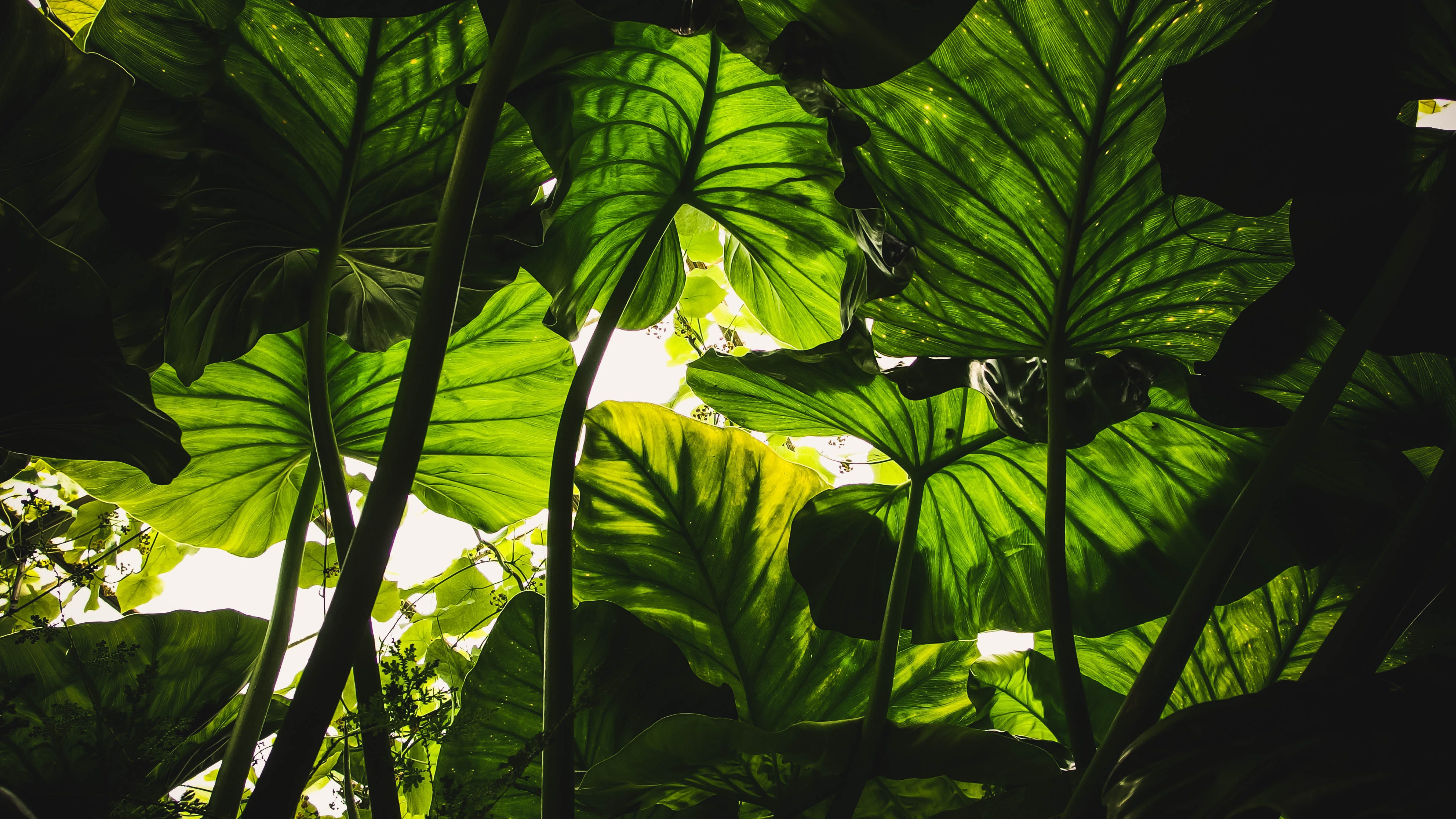 植物 绿色 自然 虫眼 4K高清壁纸 3968×2232