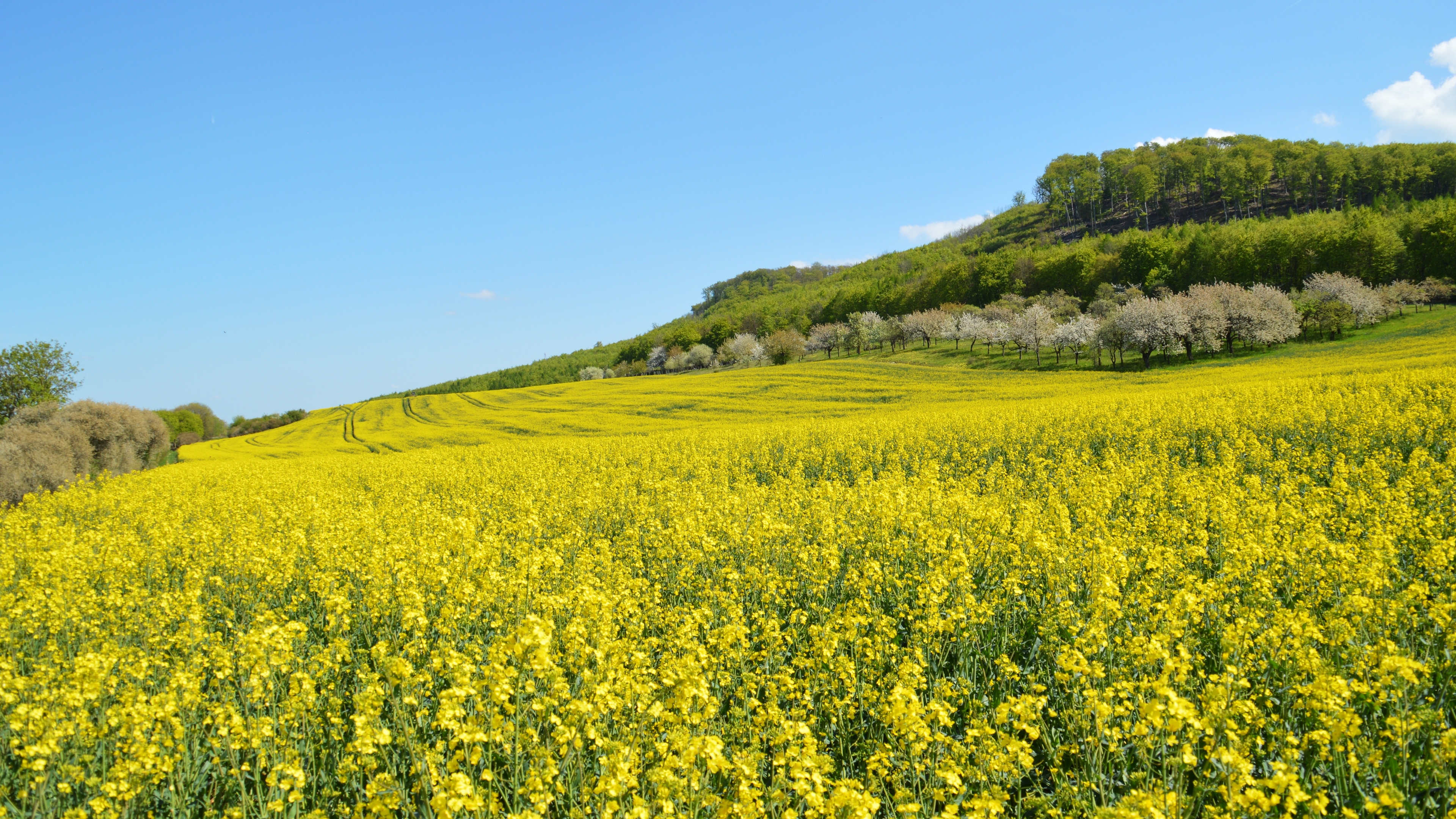 精选自然 田野 花 天空 春天 油菜花 壁纸 3840×2160