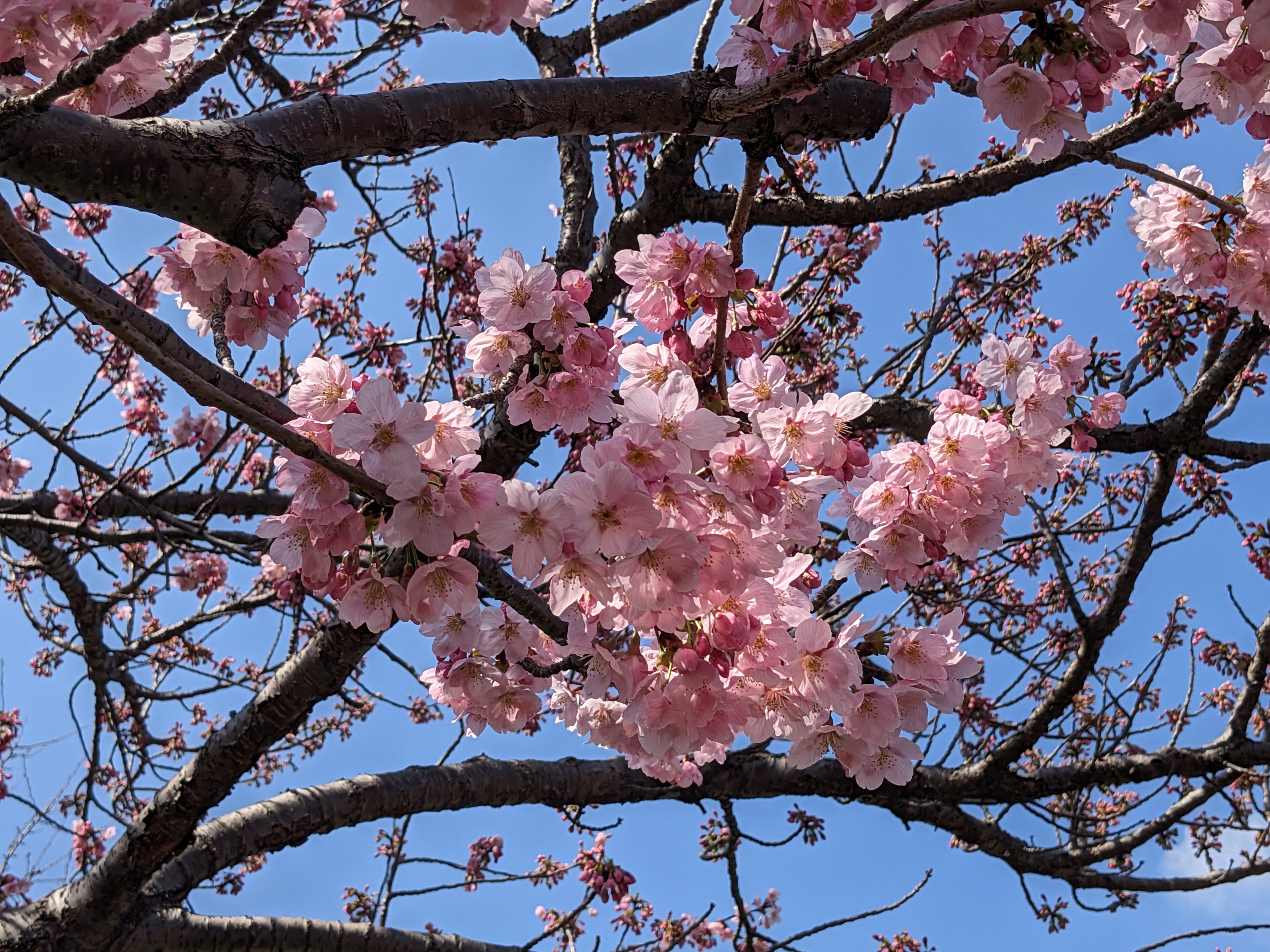 自然 粉色 花卉 植物 树枝 樱花 摄影 手机壁纸 4032×3024