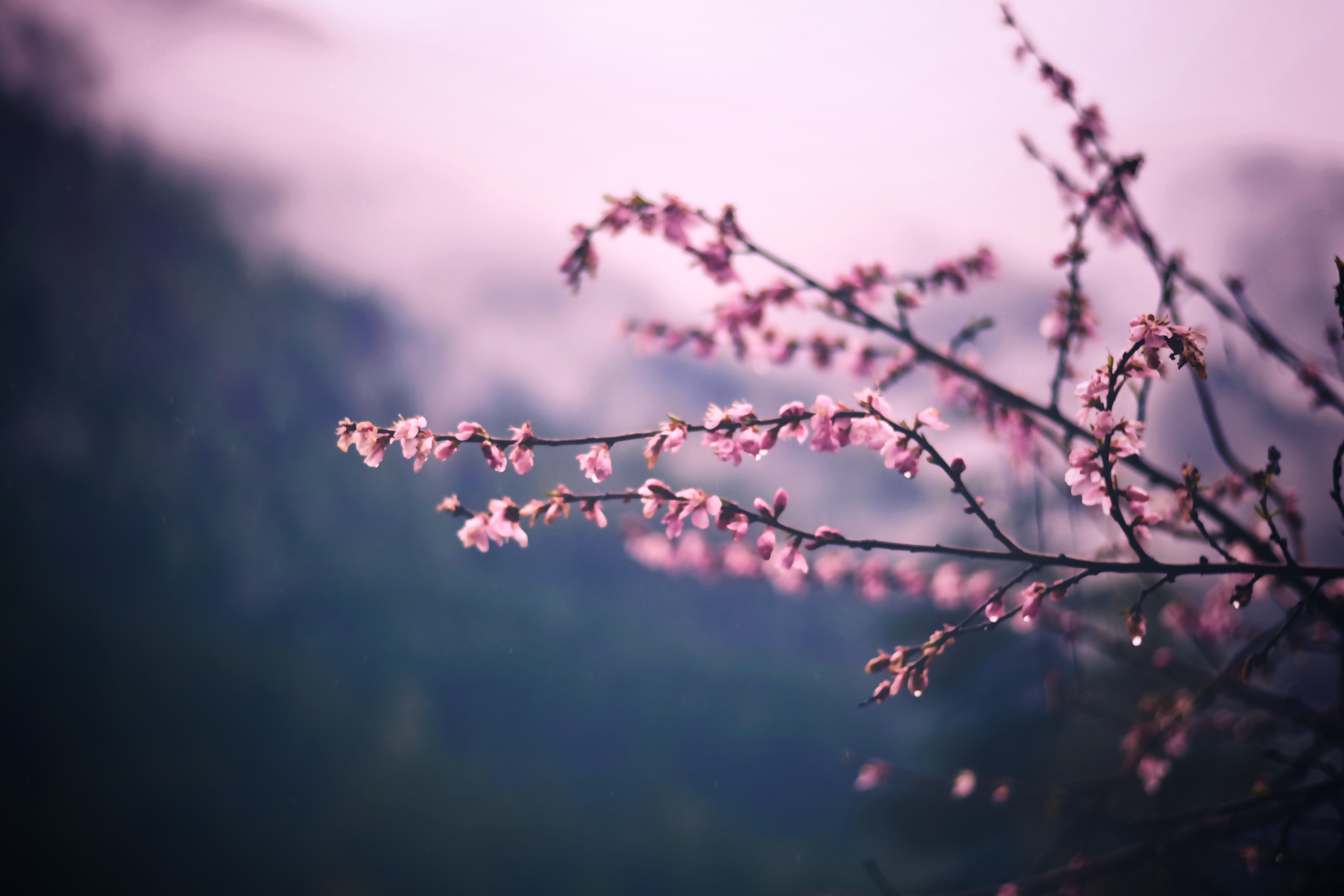 摄影 植物 户外 粉色花朵 花朵 4K高清壁纸 6000×4000