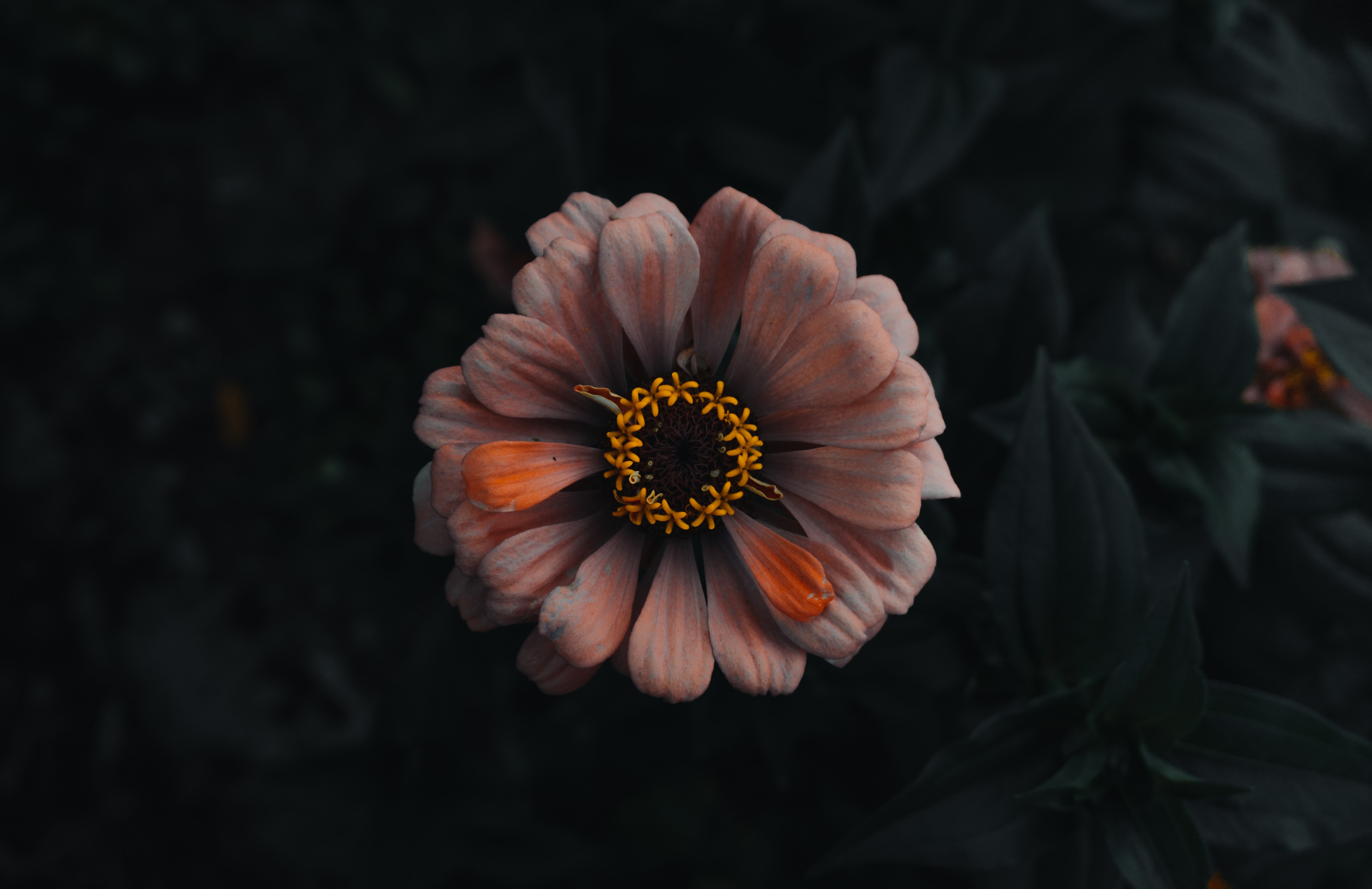 超清自然 花卉 橙色 壁纸 5385×3490
