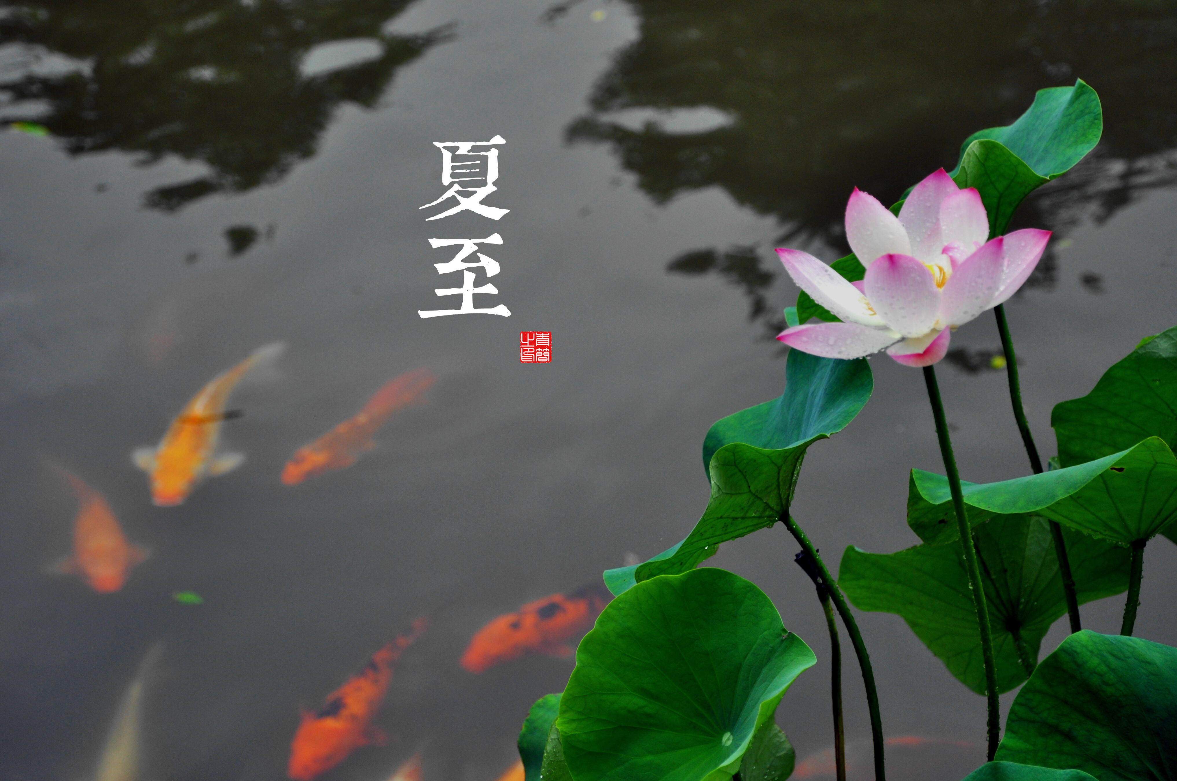 植物 叶子 鱼 汉字 壁纸 4068×2701