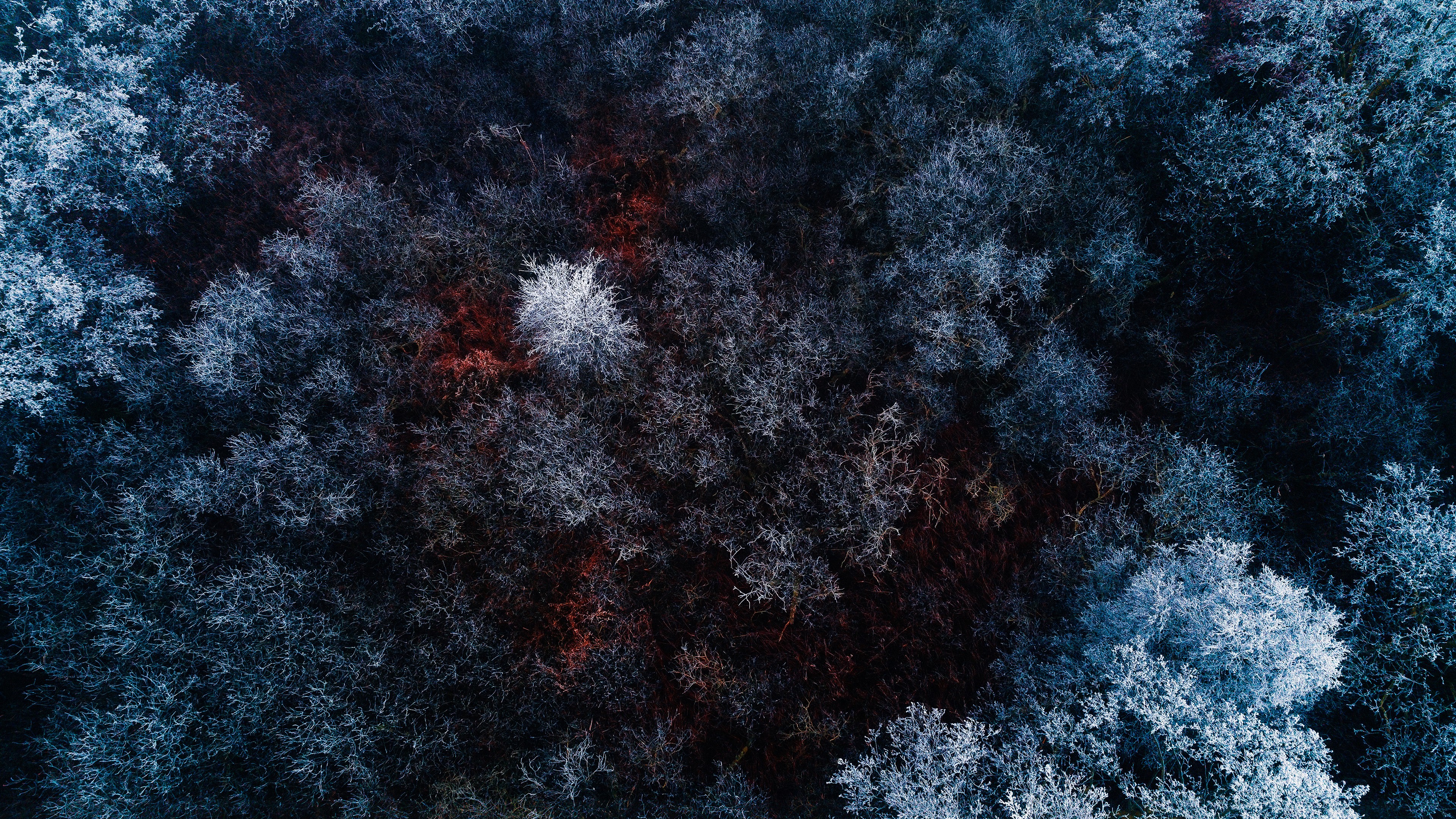 森林 松树 枯树 霜冻 4K高清壁纸 3840×2160