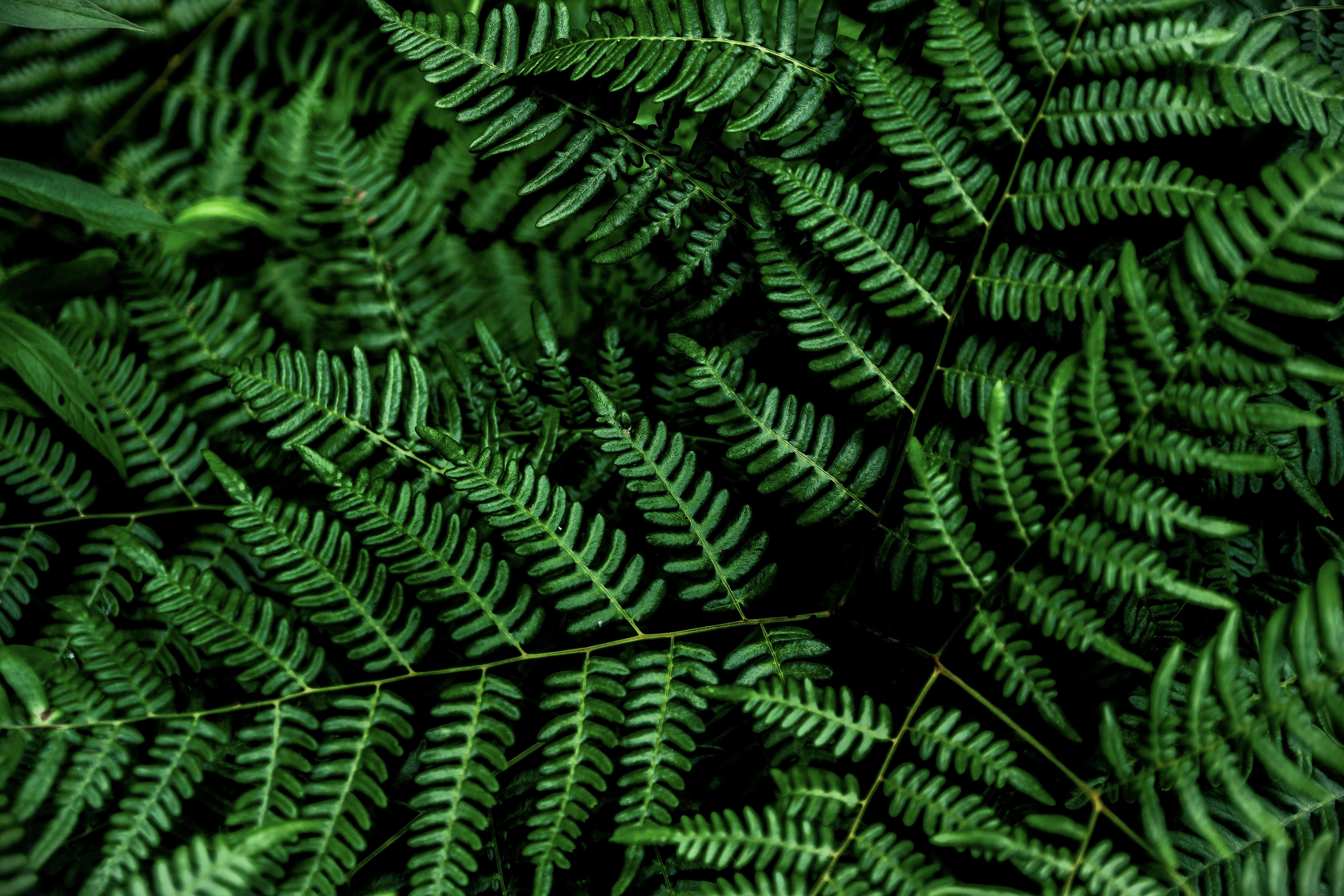 植物 蕨类 绿色 叶 4K高清壁纸 5568×3712