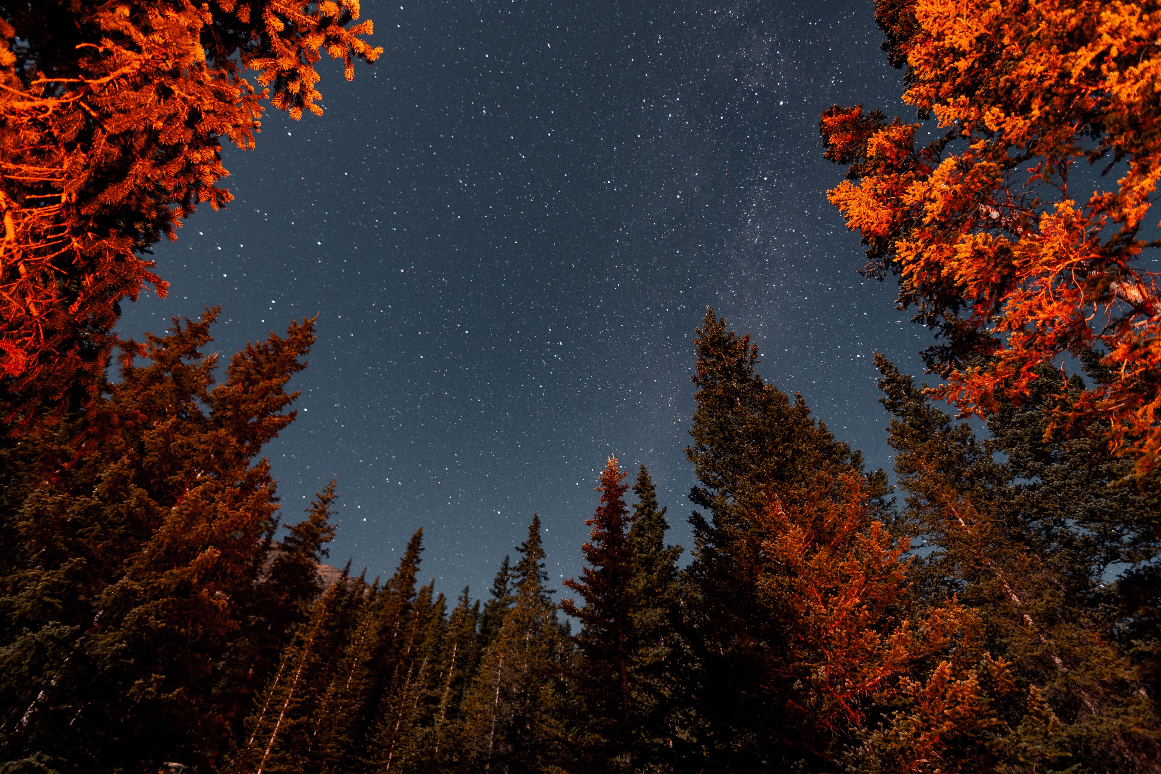 自然 树木 森林 风景 繁星 星夜 壁纸 3936×2624
