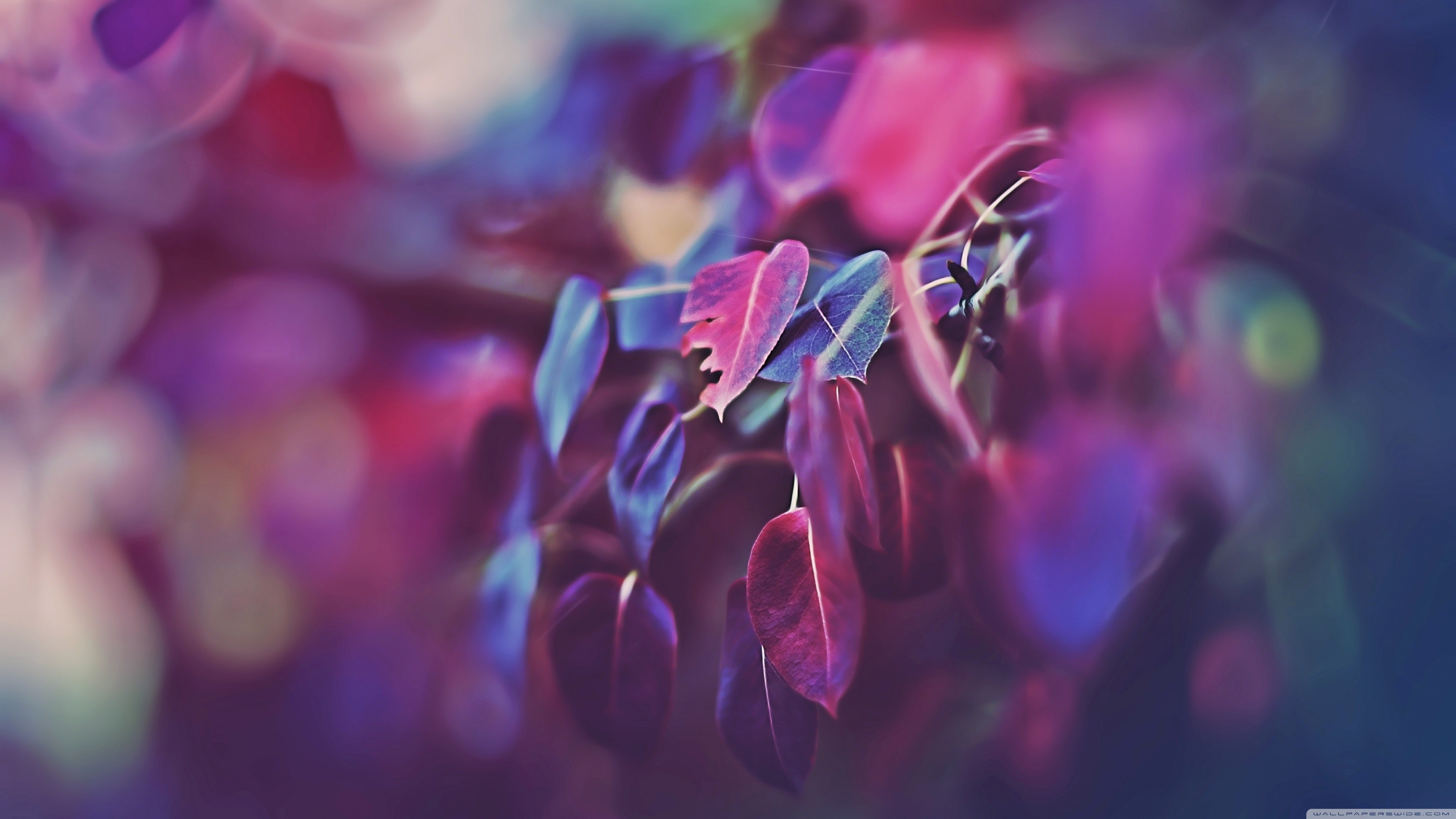 宏 叶 植物 4K高清壁纸 3840×2160