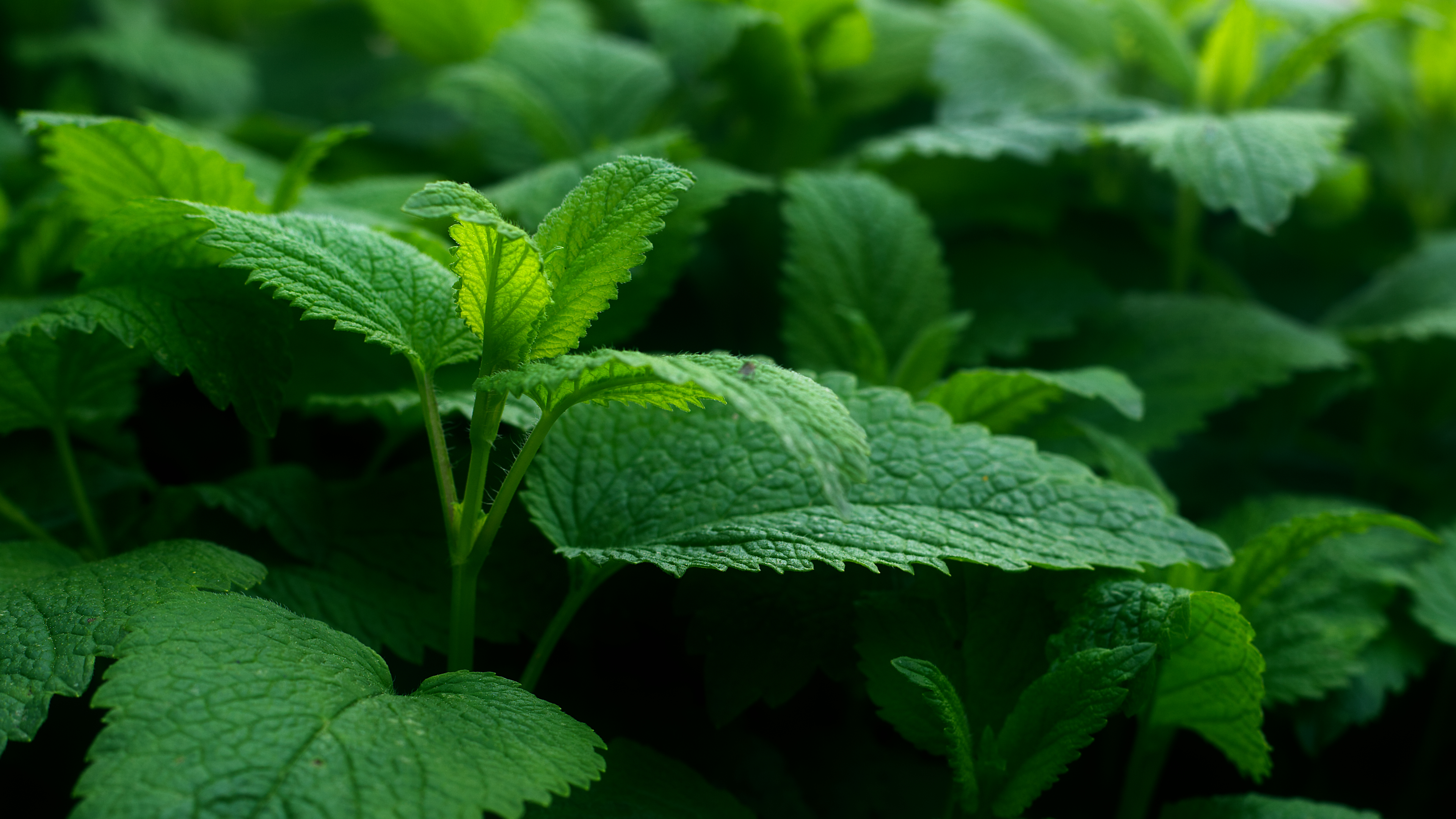热门绿色 自然 植物 摄影 春天 景深 高清壁纸 3840×2160