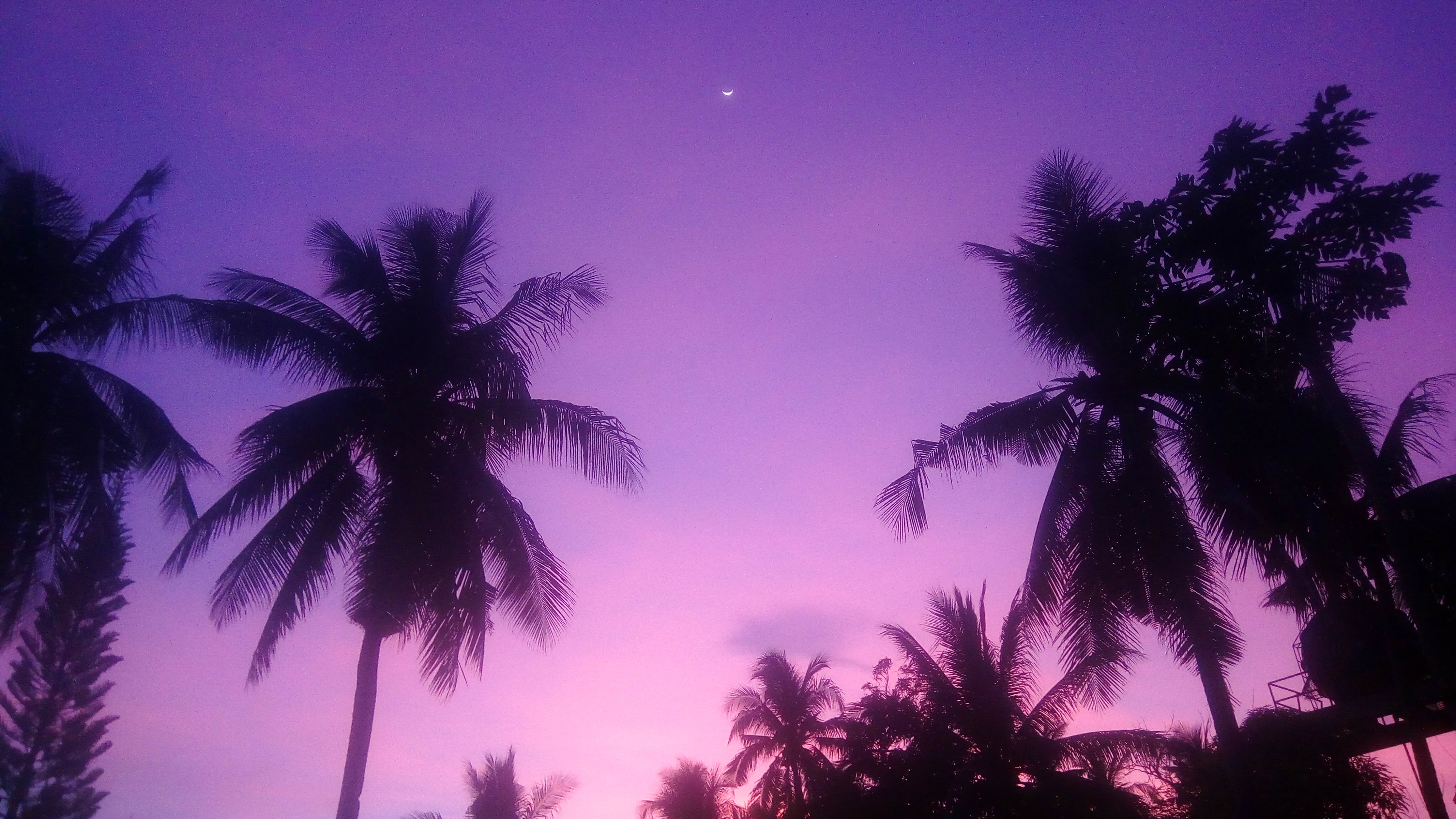 彩色 紫色背景 紫色 棕榈树 阴影 太阳光 新月 壁纸 4096×2304