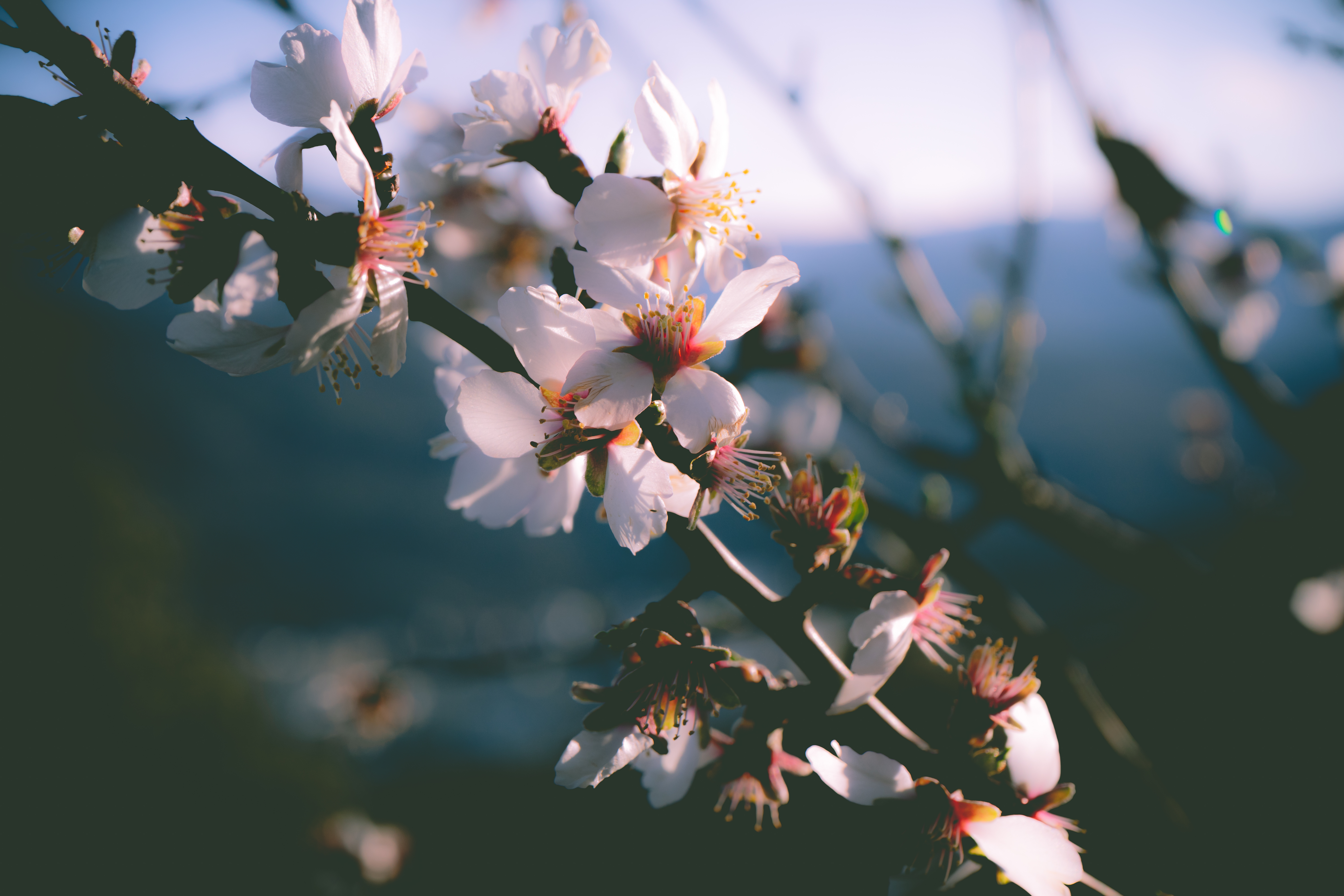 春天 树木 花朵 自然 特写 盛开 壁纸 6000×4000