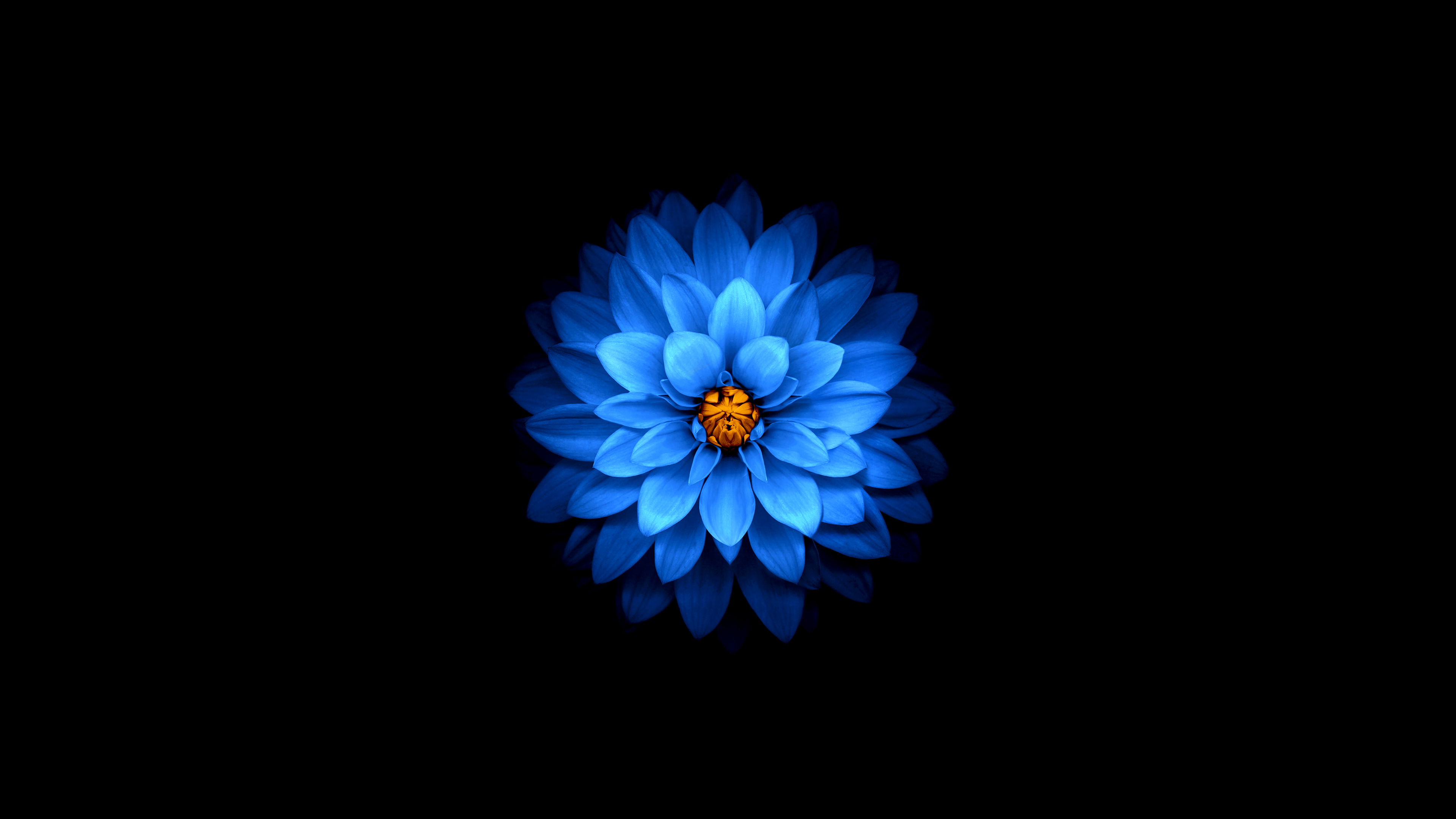 经典极简主义 黑色 深色 花朵 蓝色 花瓣 简单背景 壁纸 3840×2160