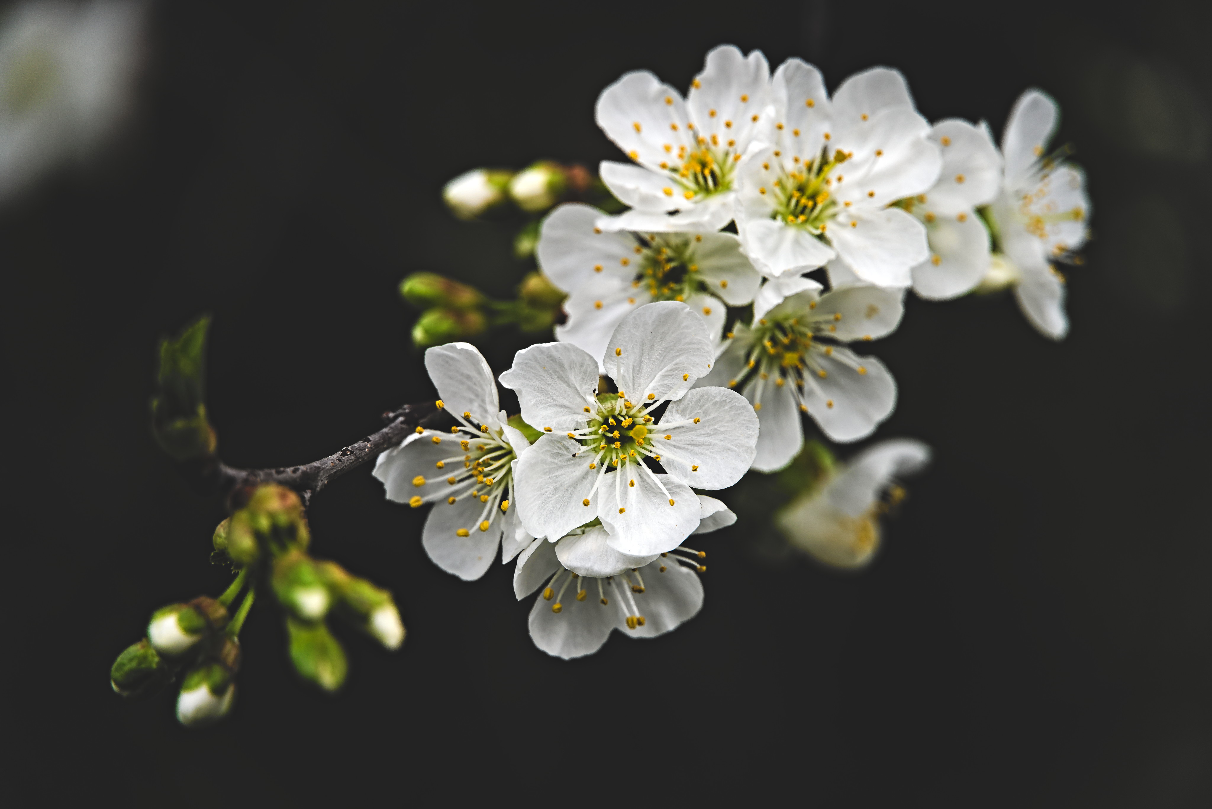 超清鲜花 梅花 自然 摄影 景深 壁纸 4096×2734
