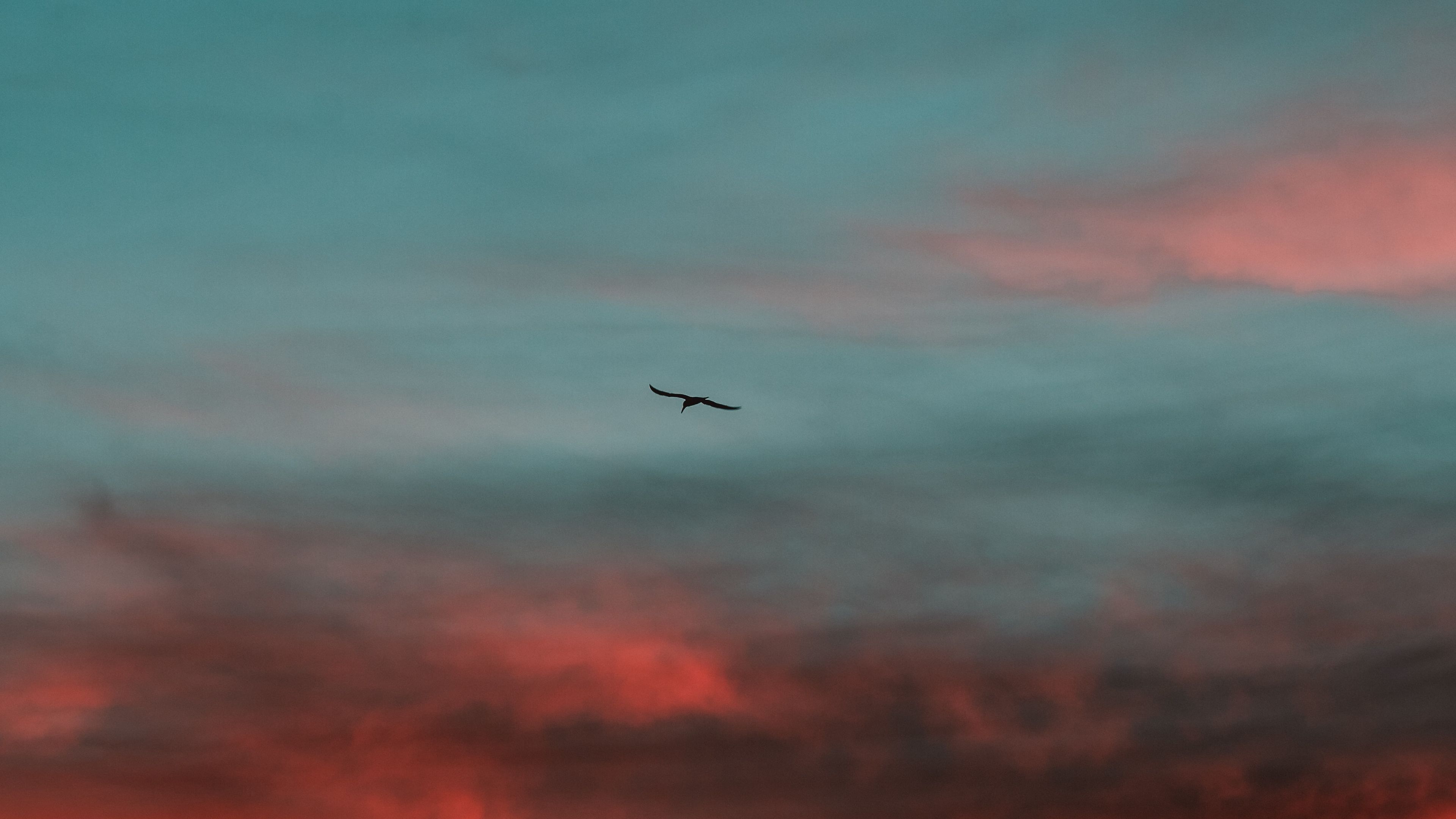 天空 鸟儿 云 日落 自然 4K高清壁纸 3840×2160