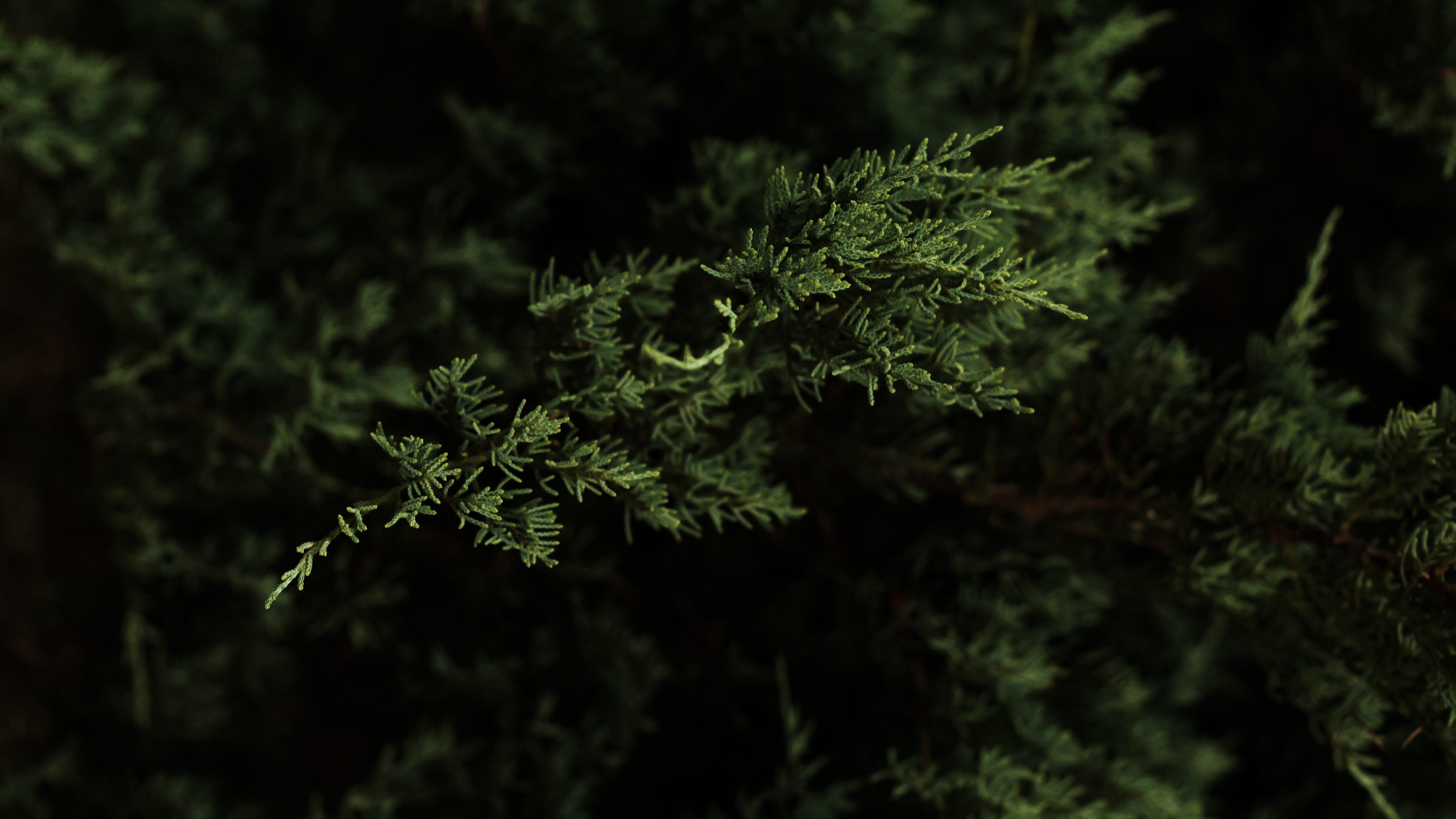 自然 宏观 森林 柏树 高清壁纸 3840×2160