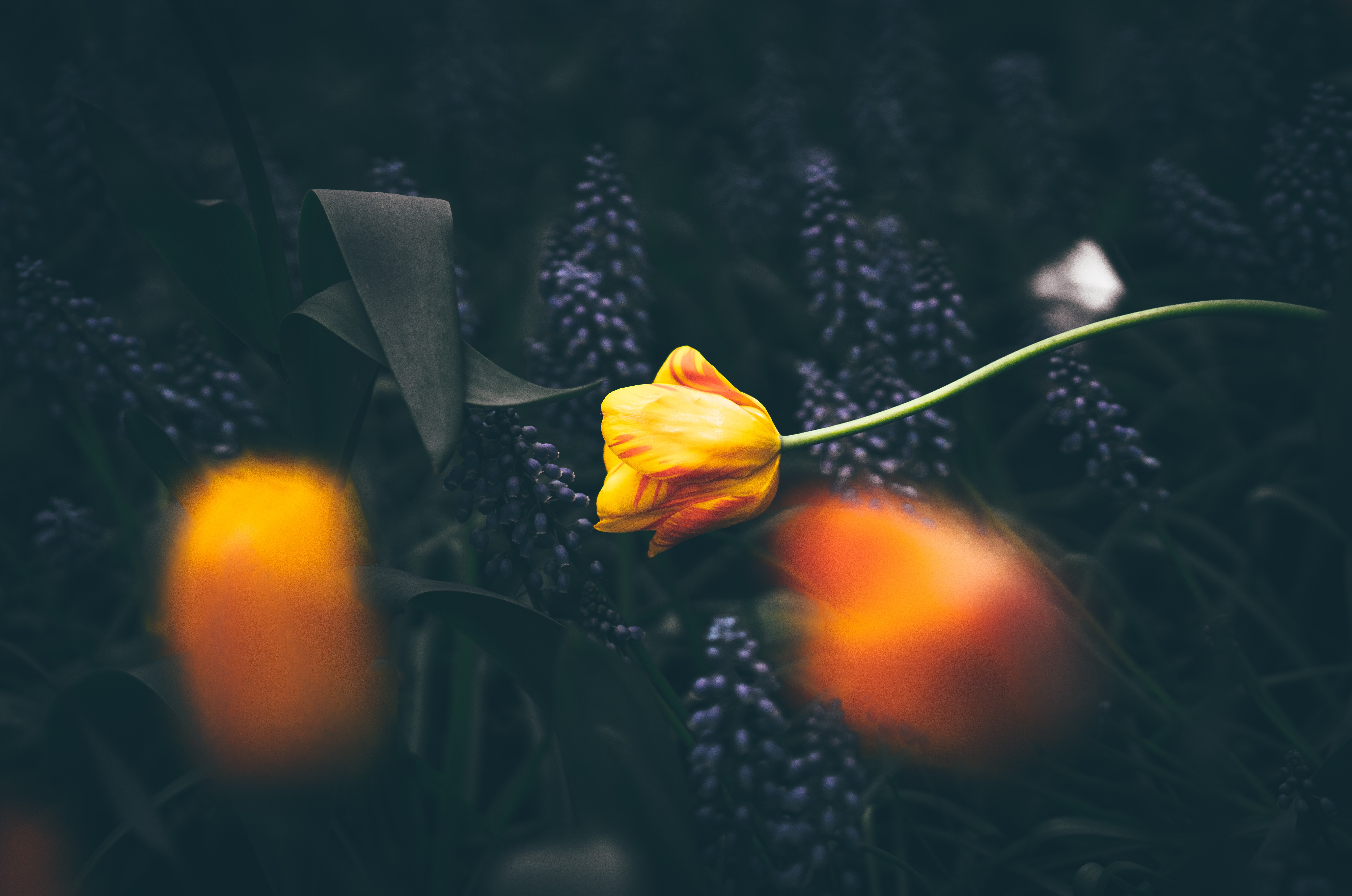 热门自然 花卉 植物 宏 桌面壁纸 6711×4450