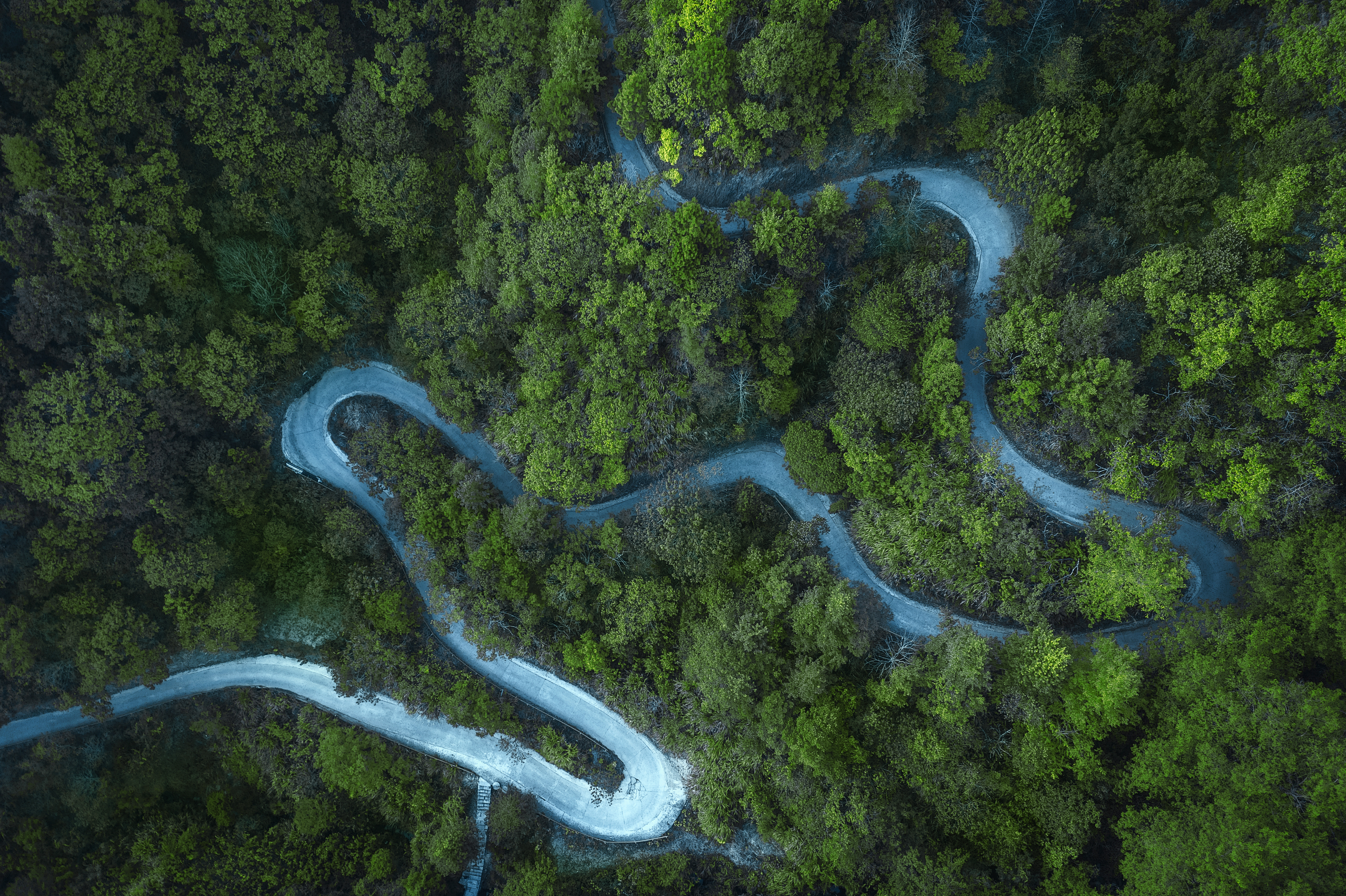 高清绿色 树木 道路 壁纸 4500×2997