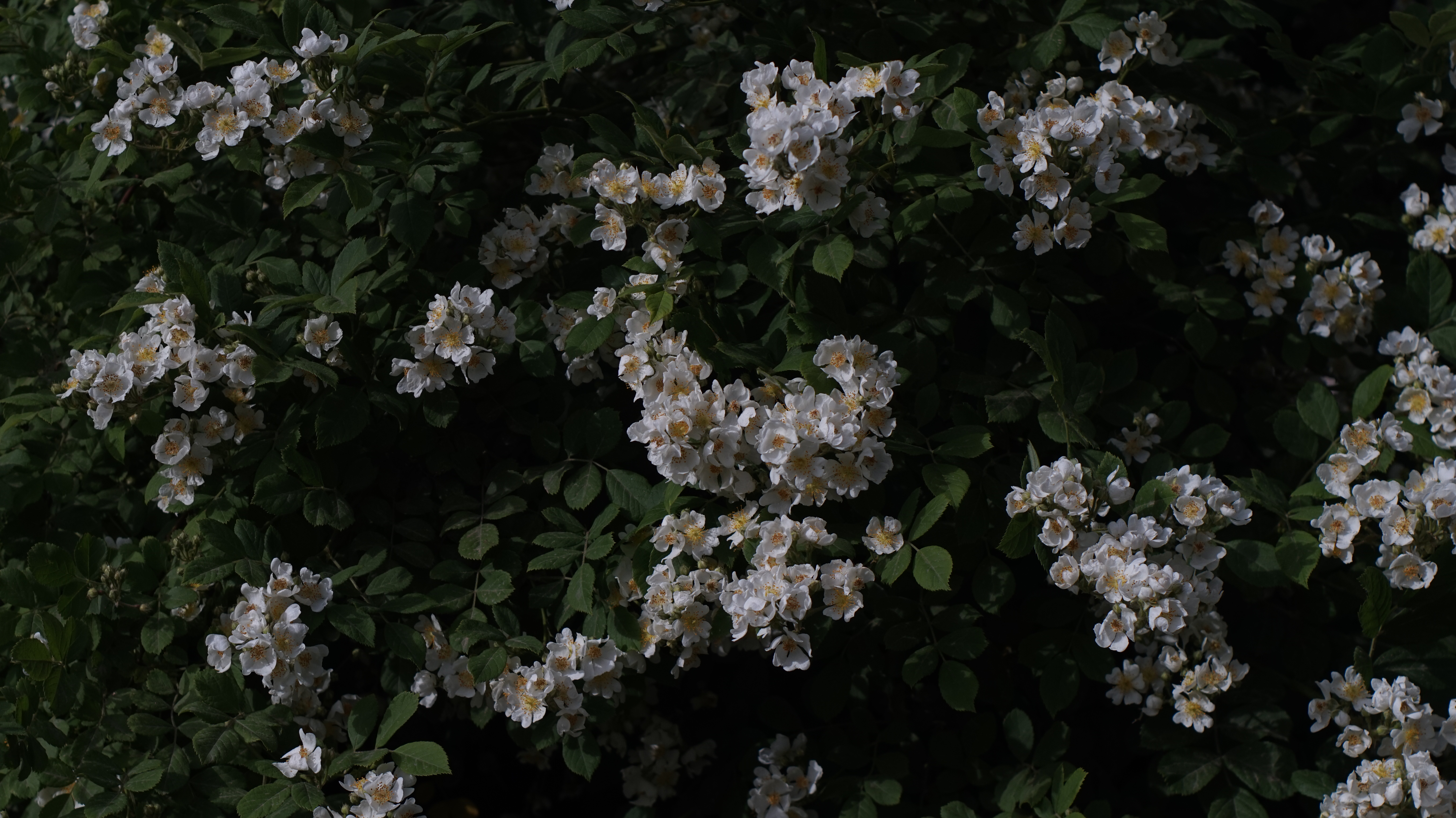 绿色 鲜花 植物 4K壁纸 5456×3064