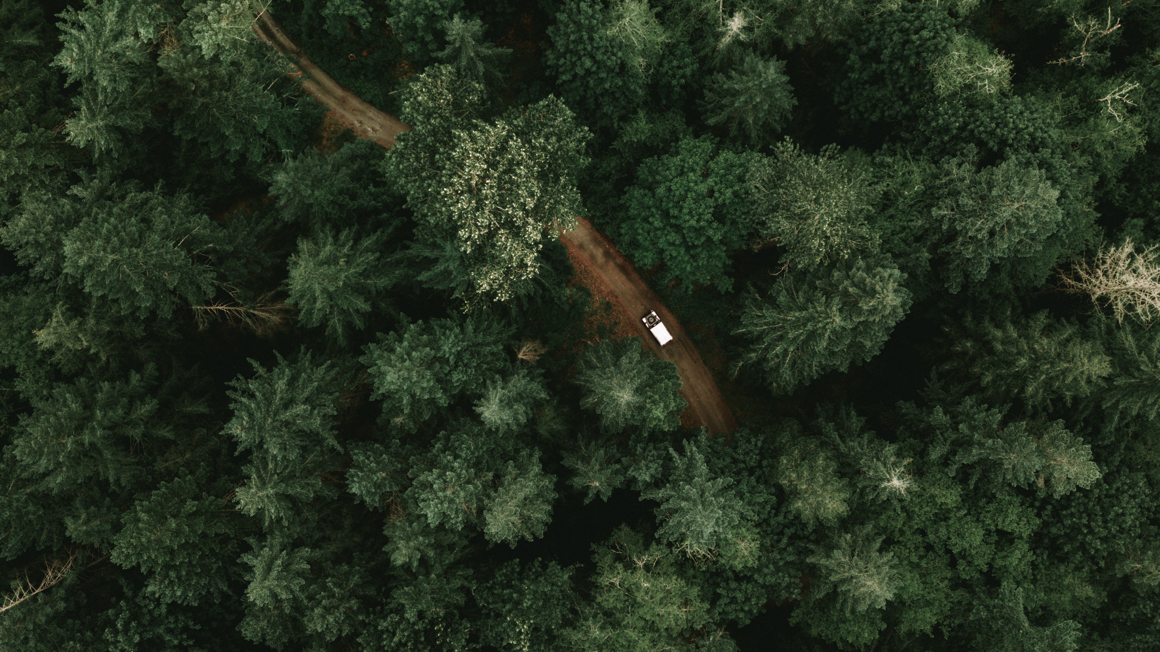 树木 绿色 自然 森林 吉普车 壁纸 3936×2214