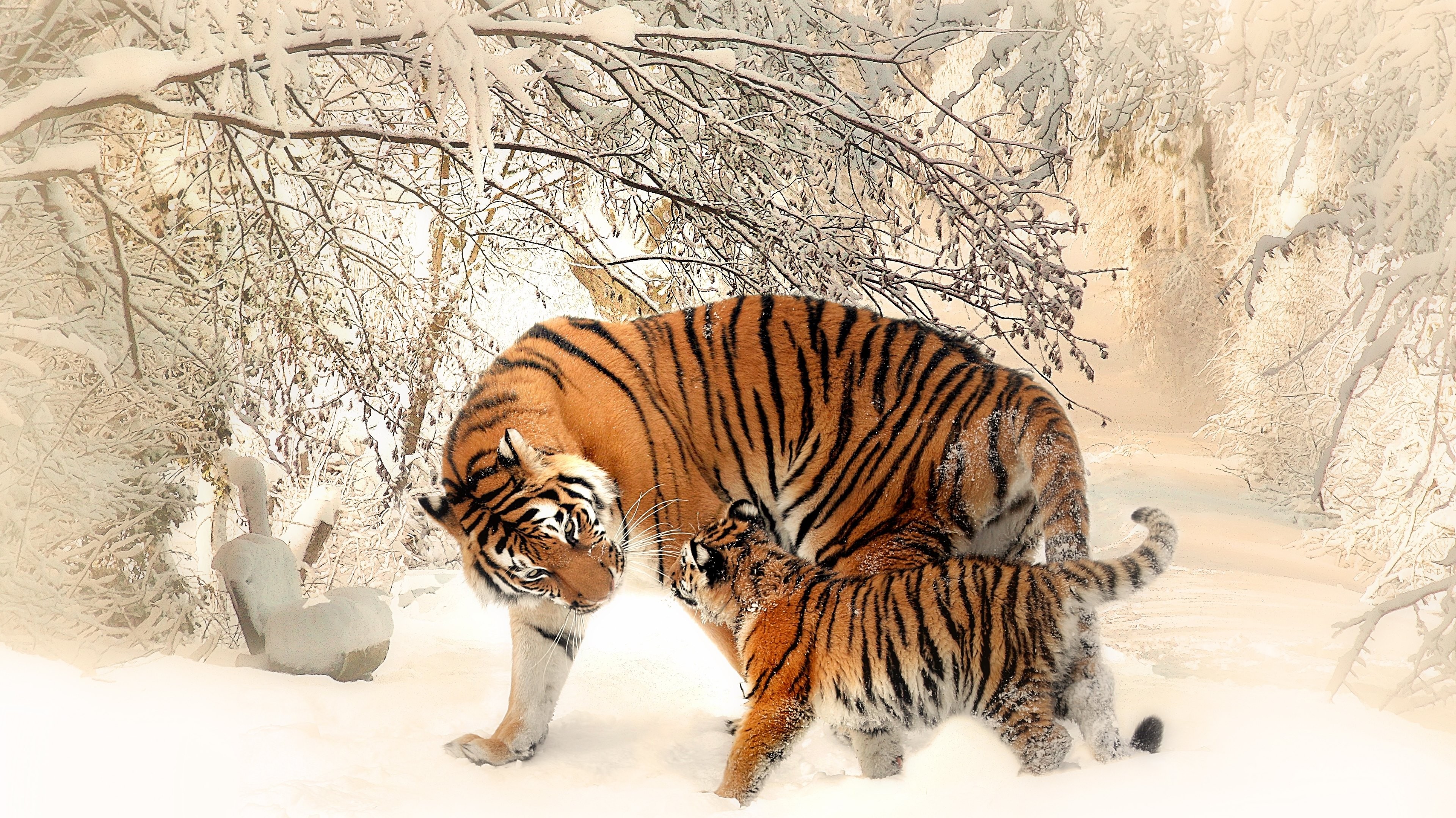 动物 自然 老虎 幼虎 冬天 雪 野生动物 摄影 猫 哺动物 大猫 4K高清壁纸 3840×2160